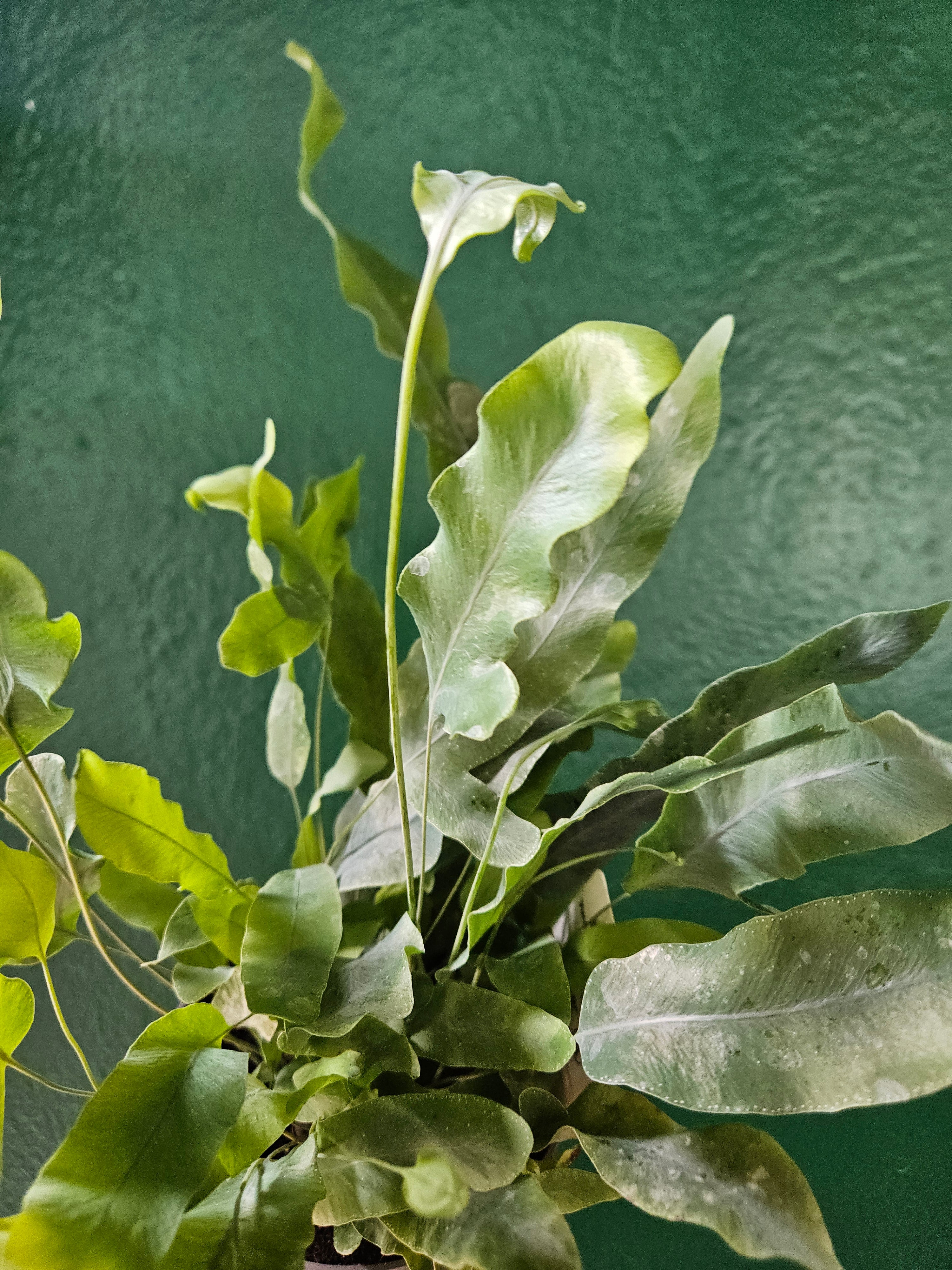 Phlebodium aureum &