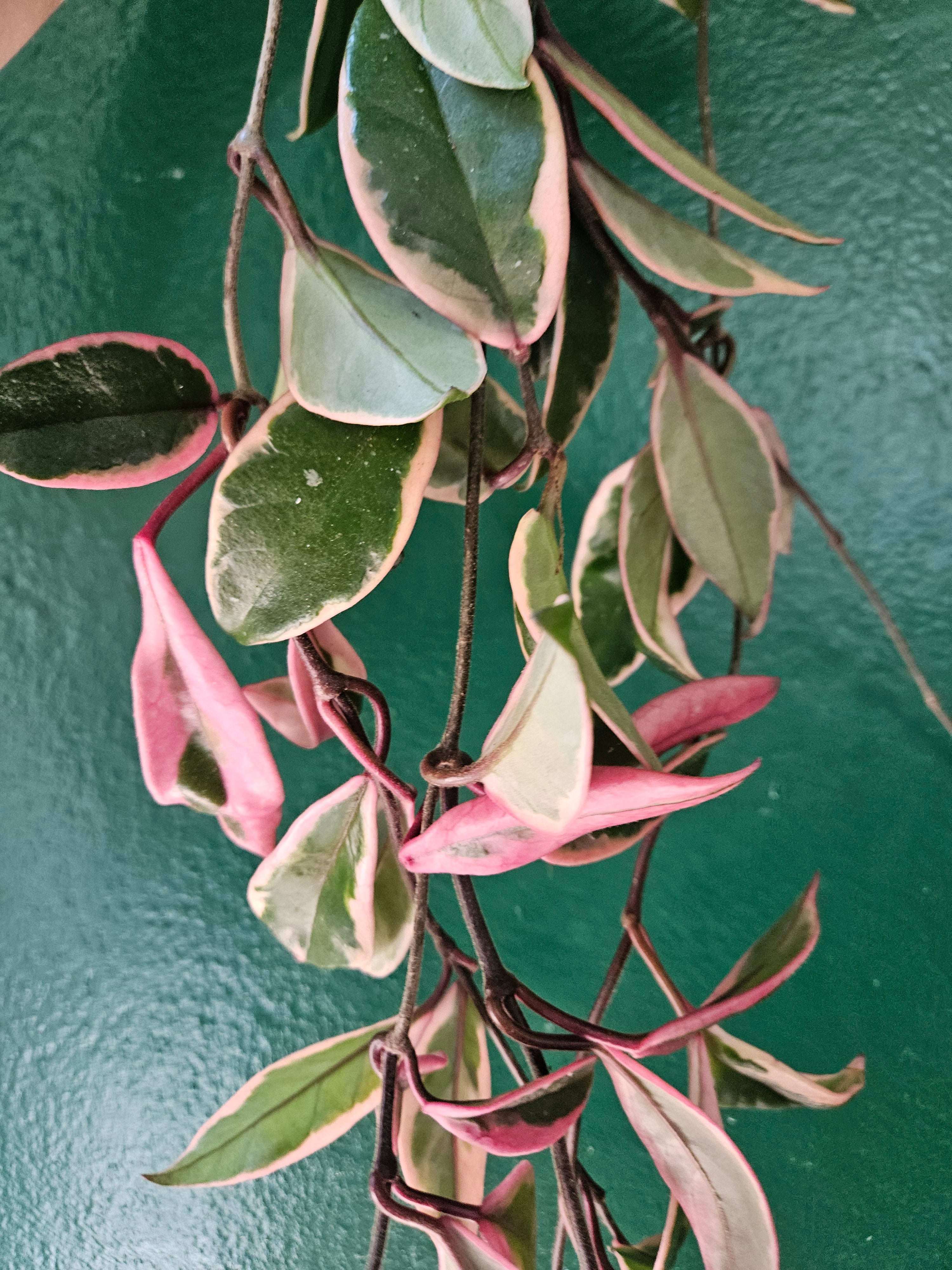 Hoya carnosa &
