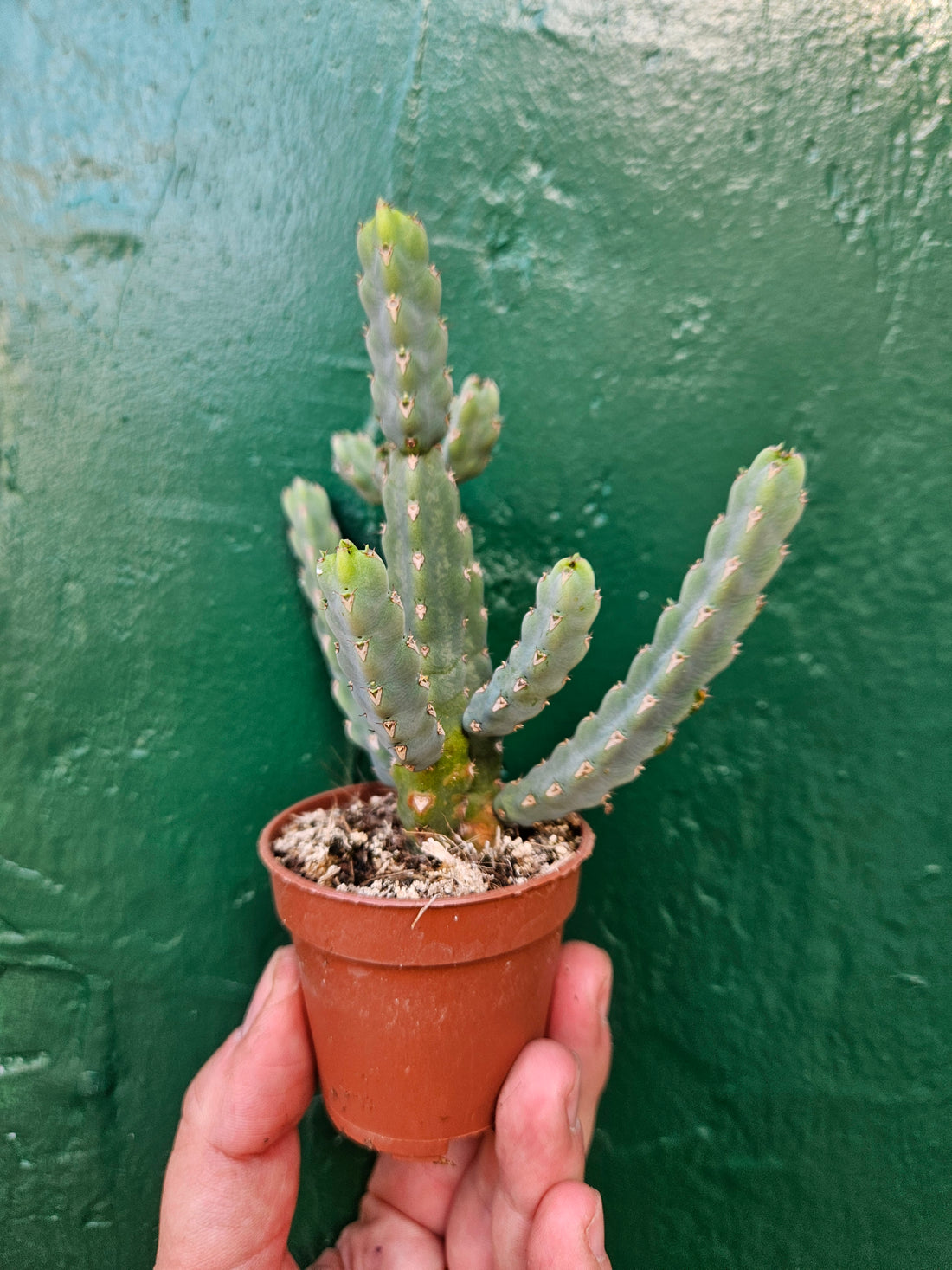 Euphorbia Debilispina