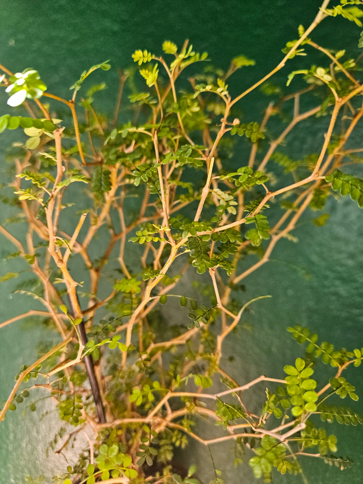 Sophora prostrata &