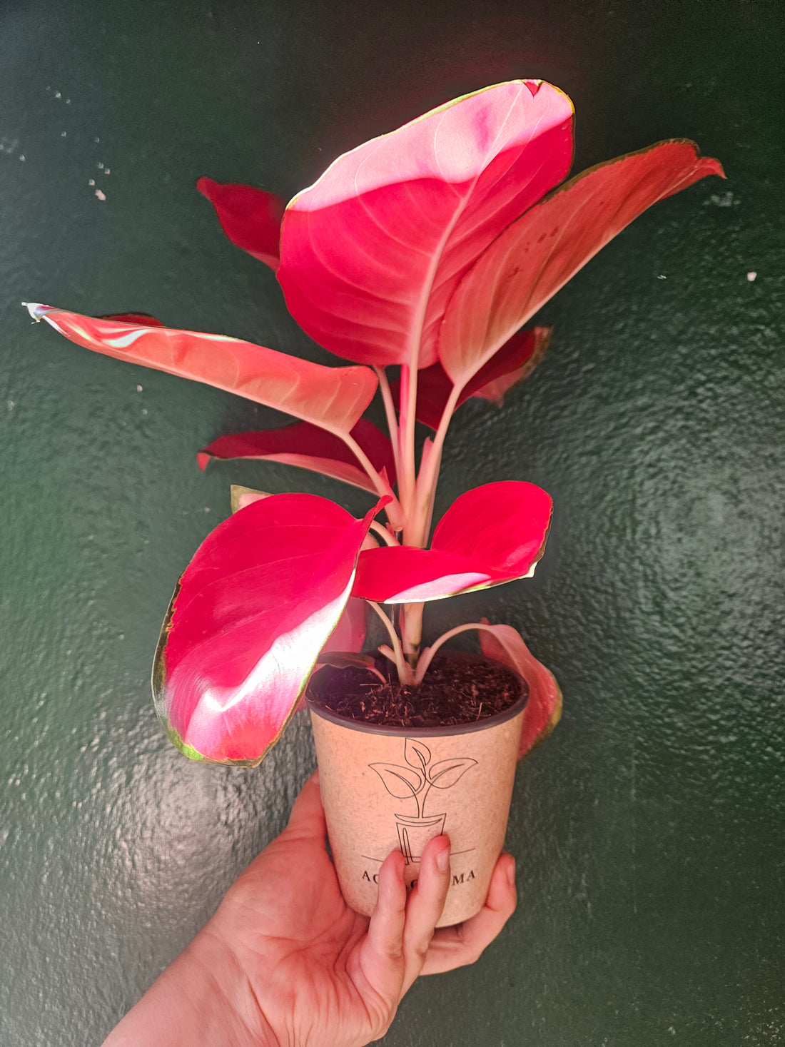 Aglaonema &