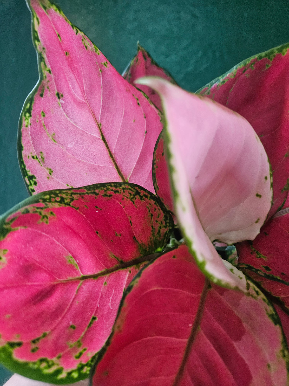 Aglaonema &