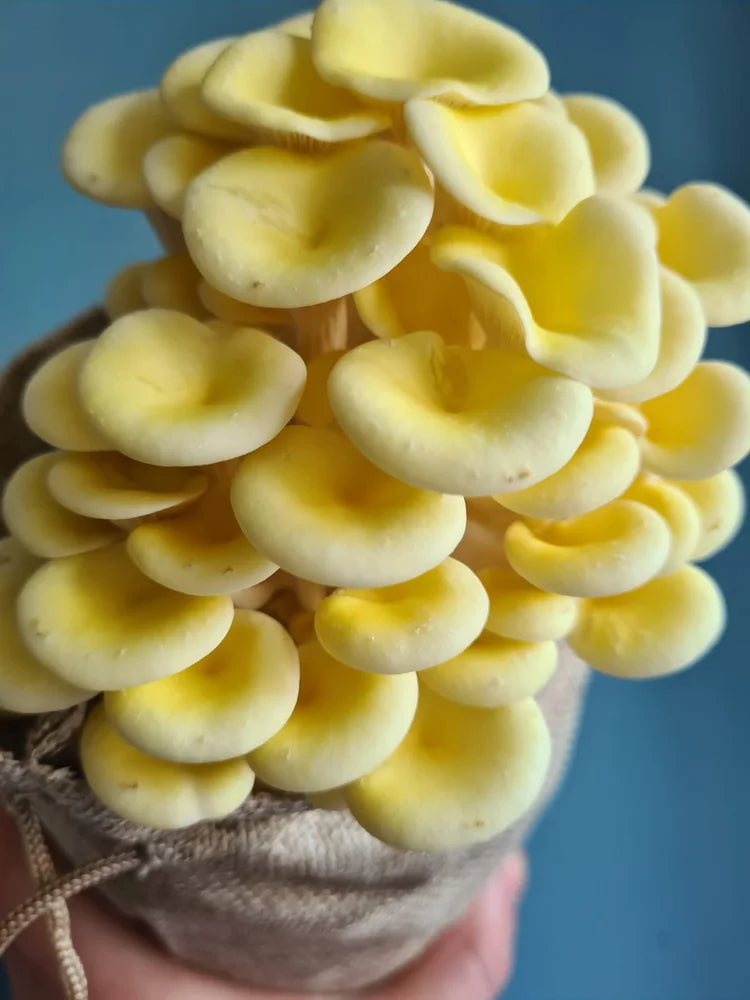 Caley Bros mushroom kits