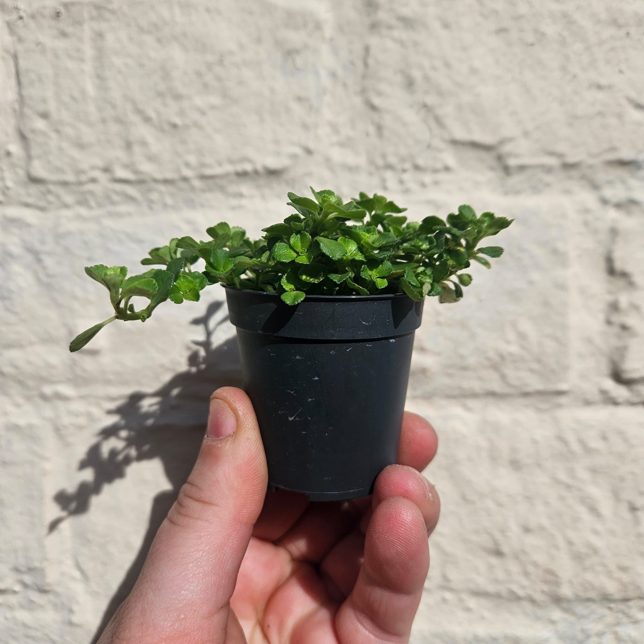 Pilea depressa (Baby tears/ Creeping Jenny)