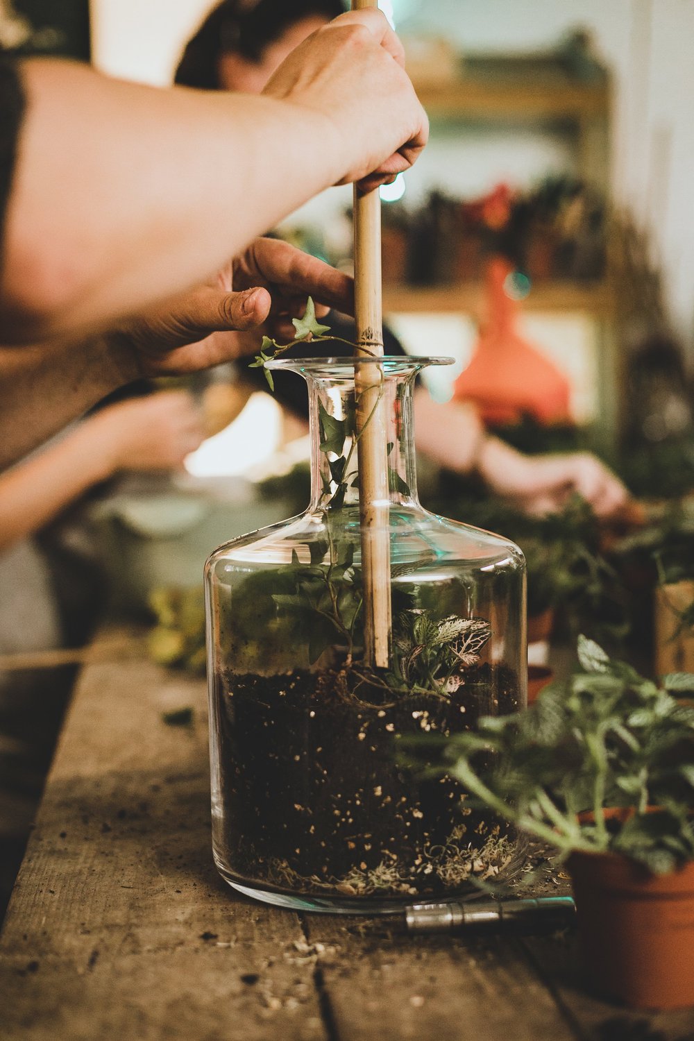 16/11/2024 at 11am Closed Terrarium Workshop