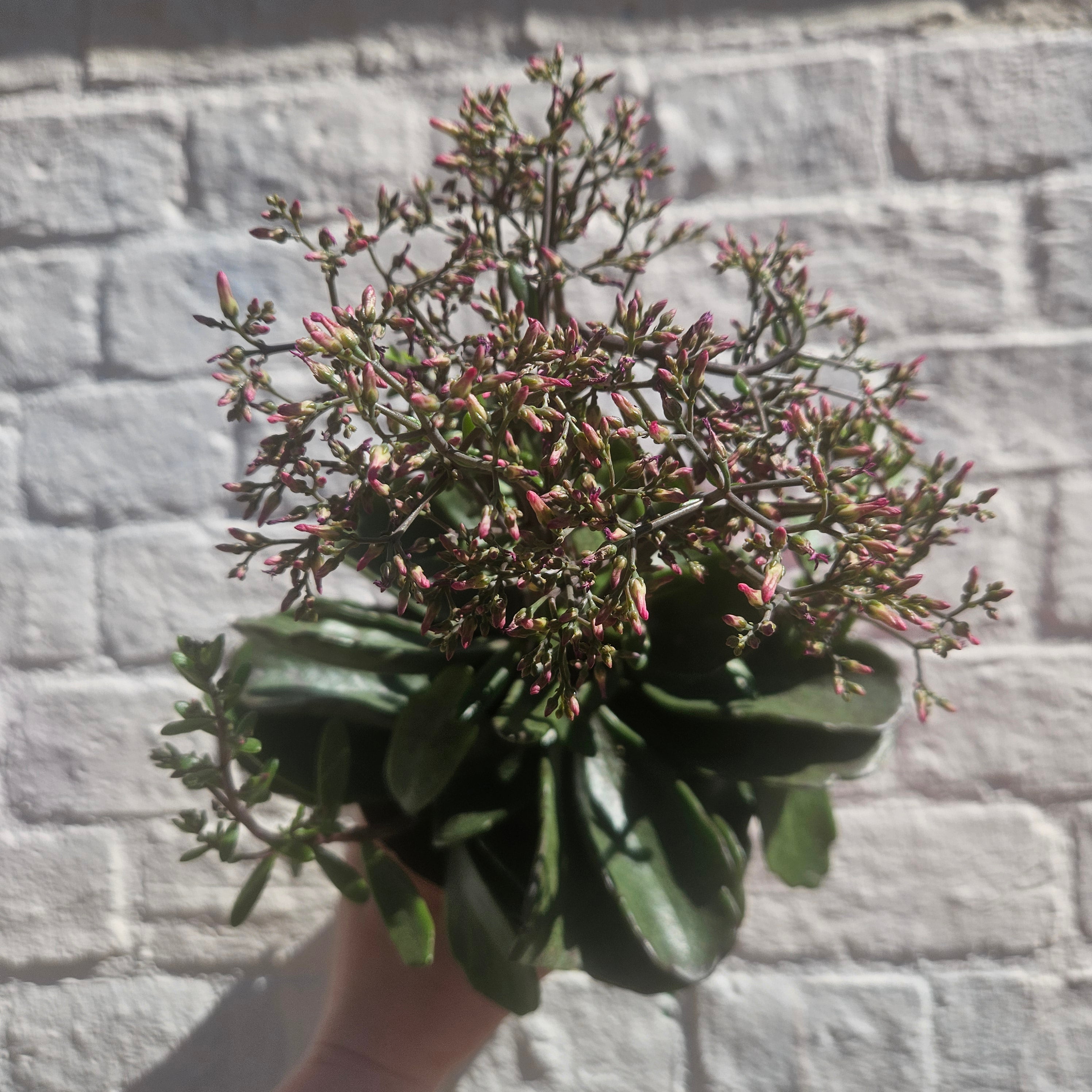 Kalanchoe humilis &