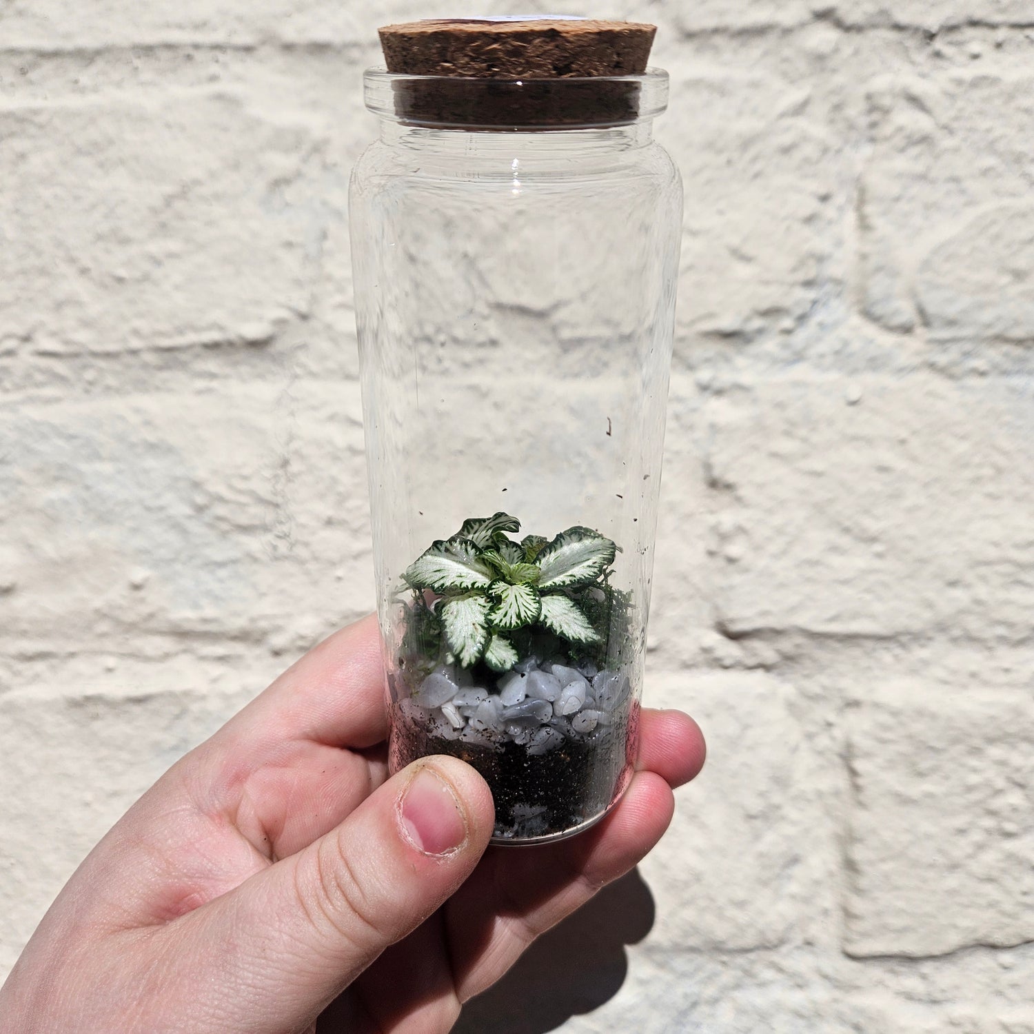 Small closed terrarium with cork