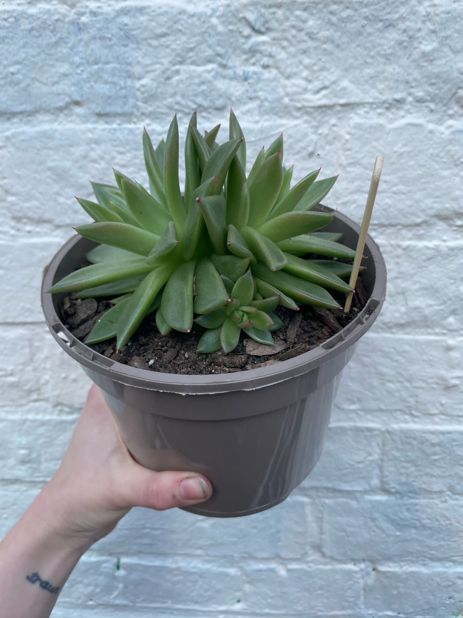 Echeveria agavoides (Succulent)
