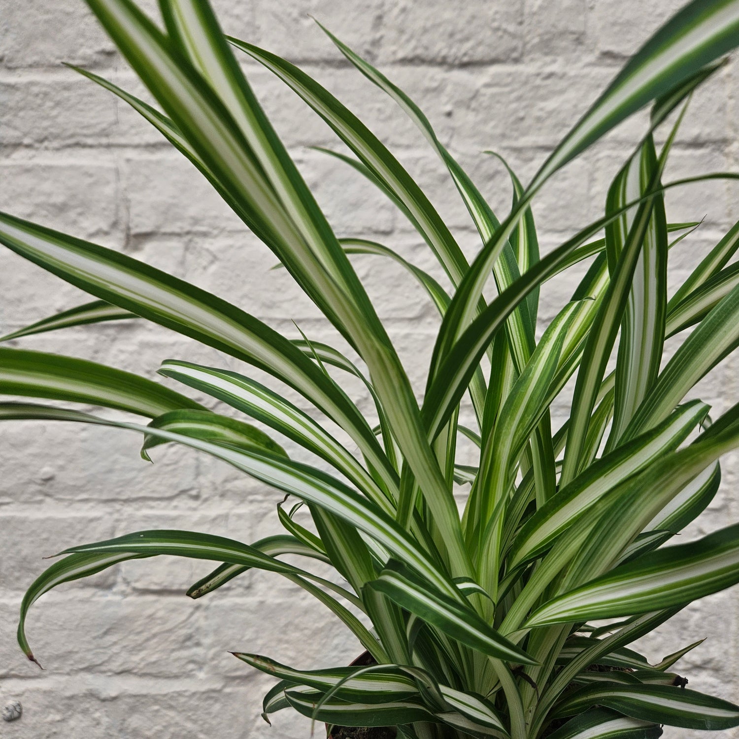 Chlorophytum variegatum (Spider Plant)