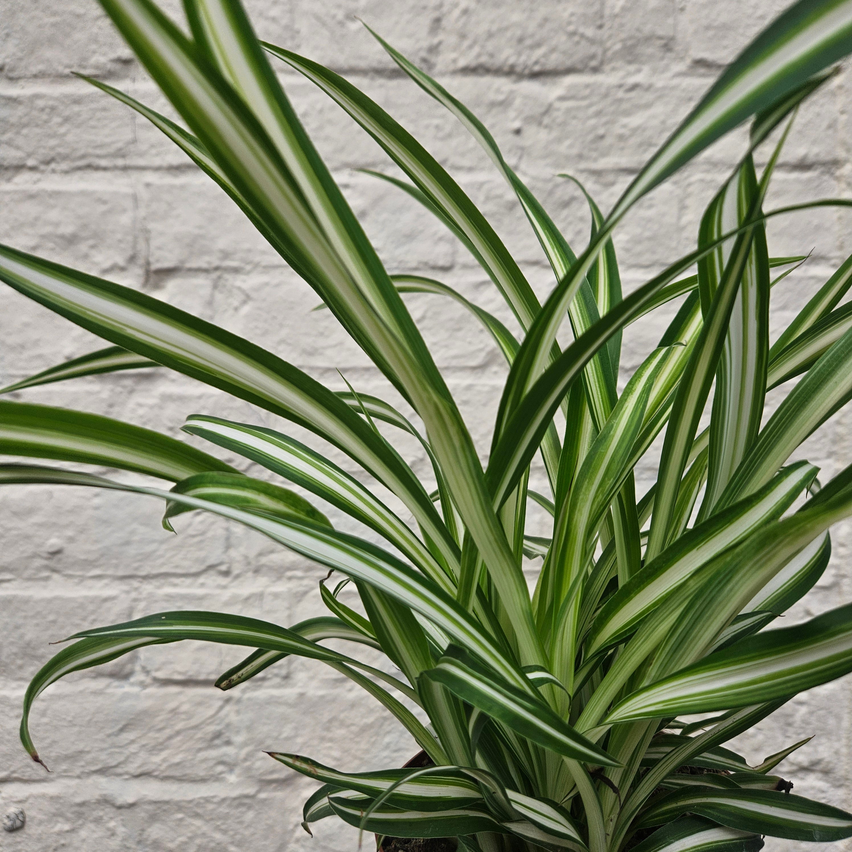 Chlorophytum variegatum (Spider Plant)