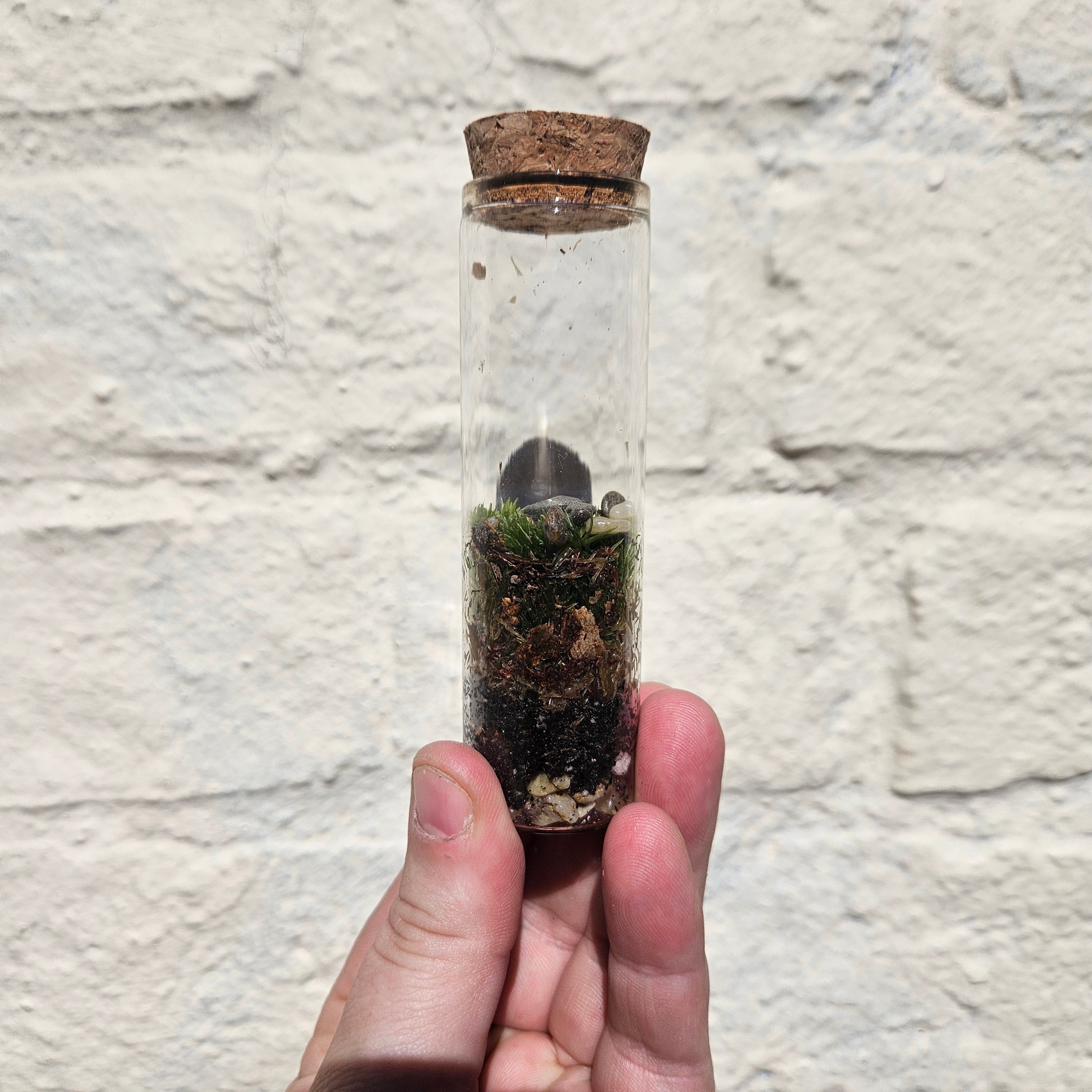 Closed mossarium with cork