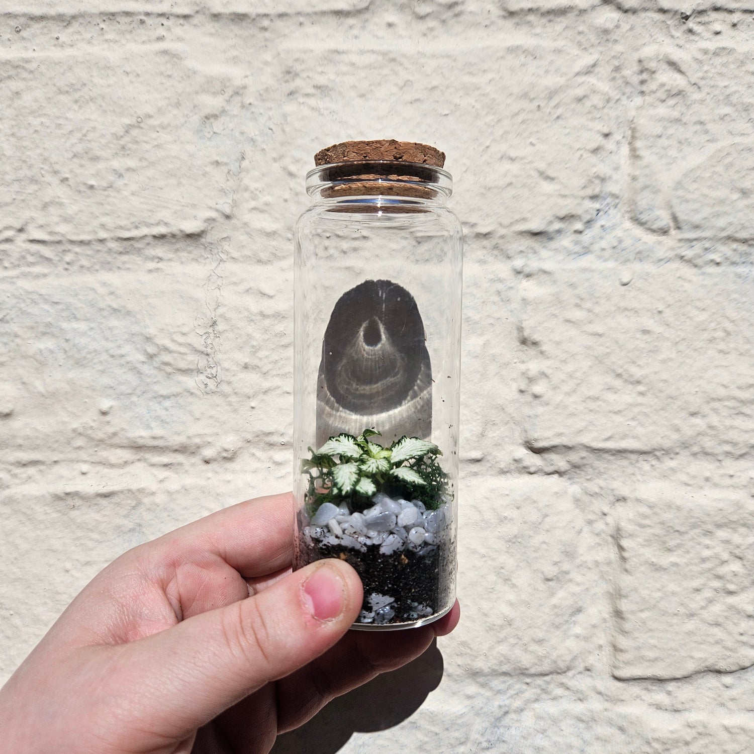 Small closed terrarium with cork