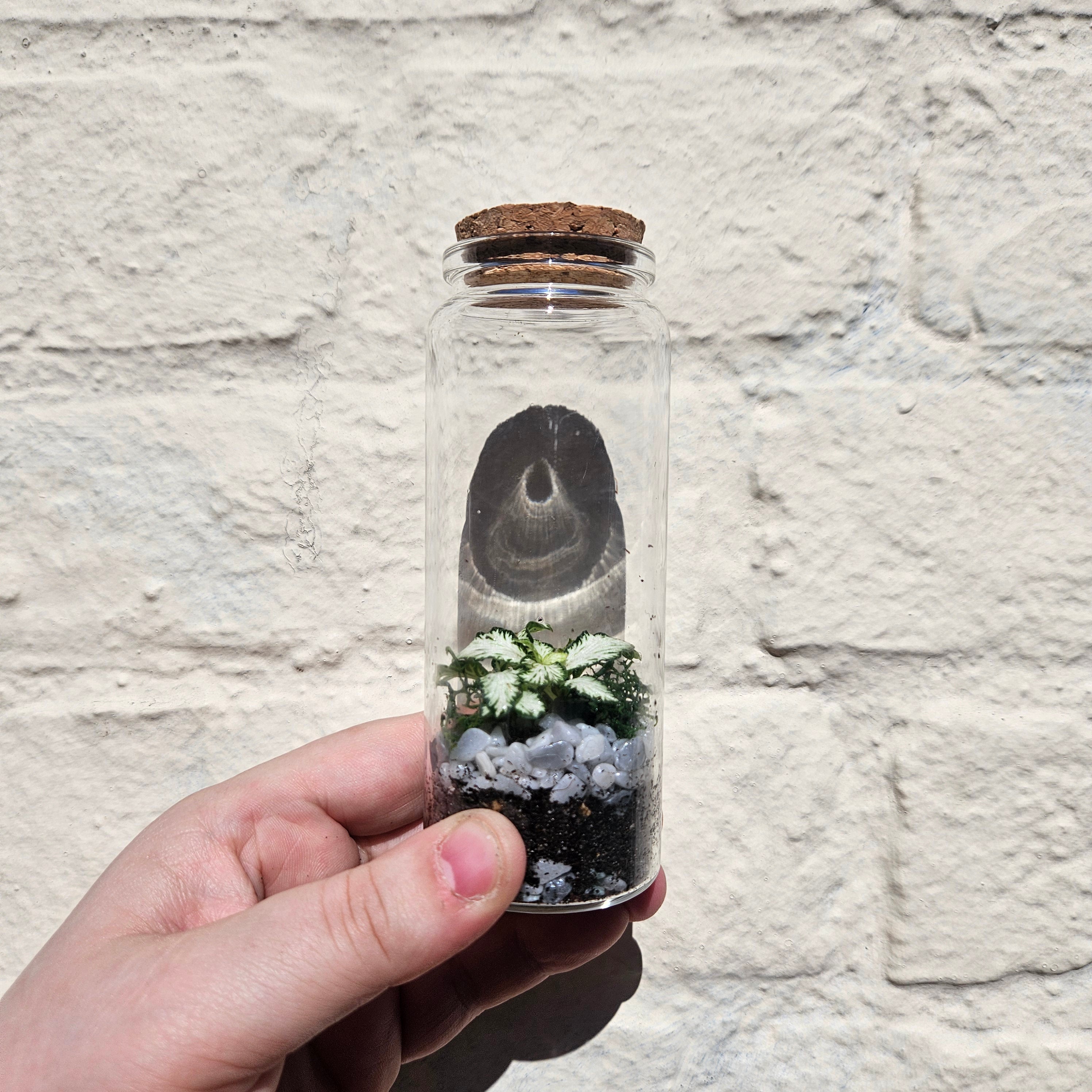 Small closed terrarium with cork