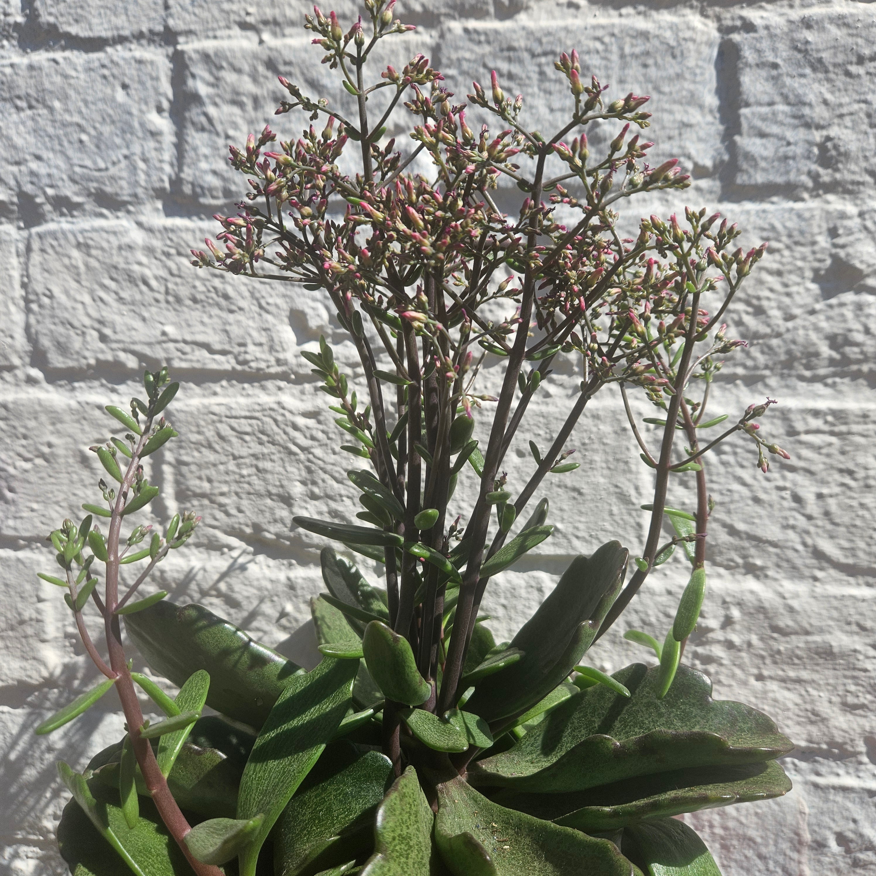 Kalanchoe humilis &