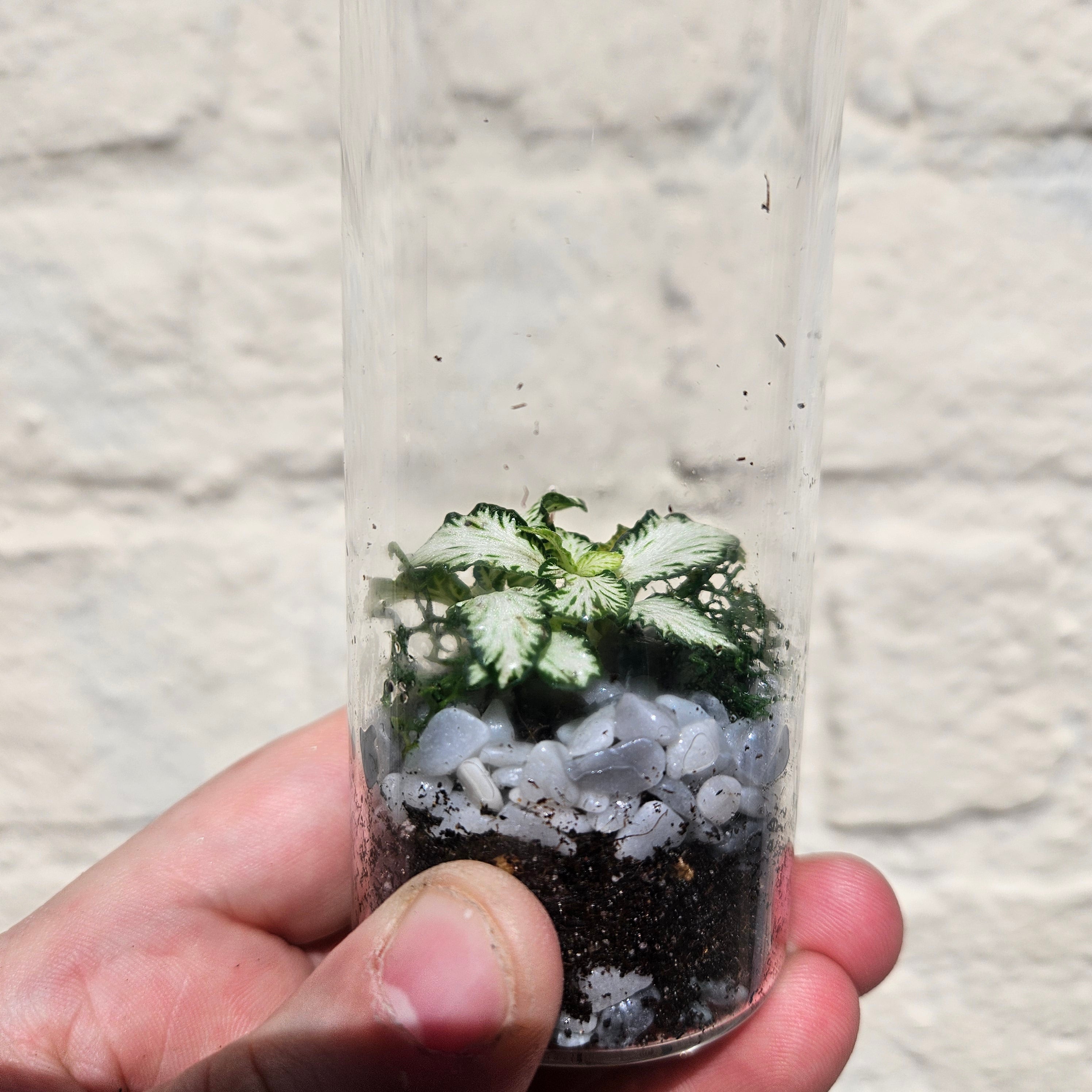 Small closed terrarium with cork