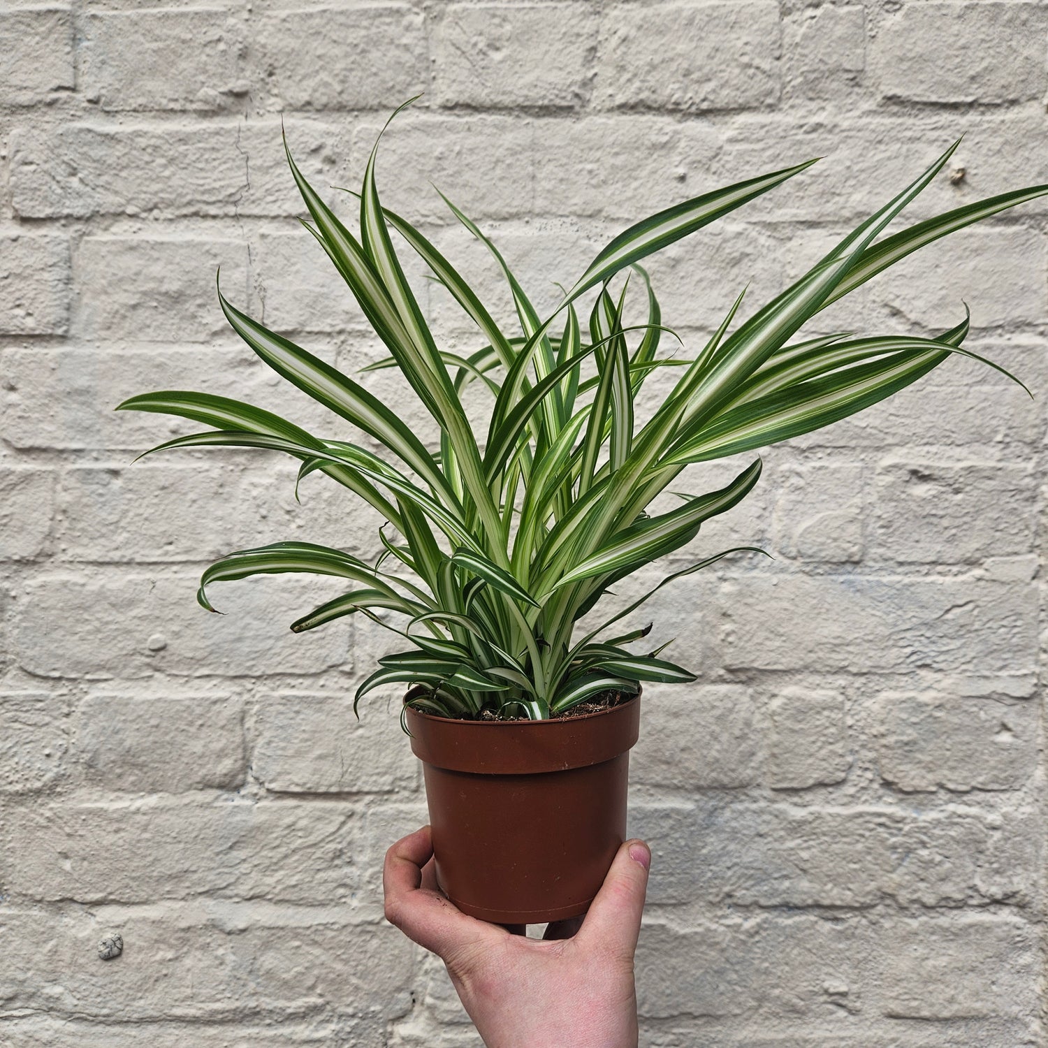Chlorophytum variegatum (Spider Plant)