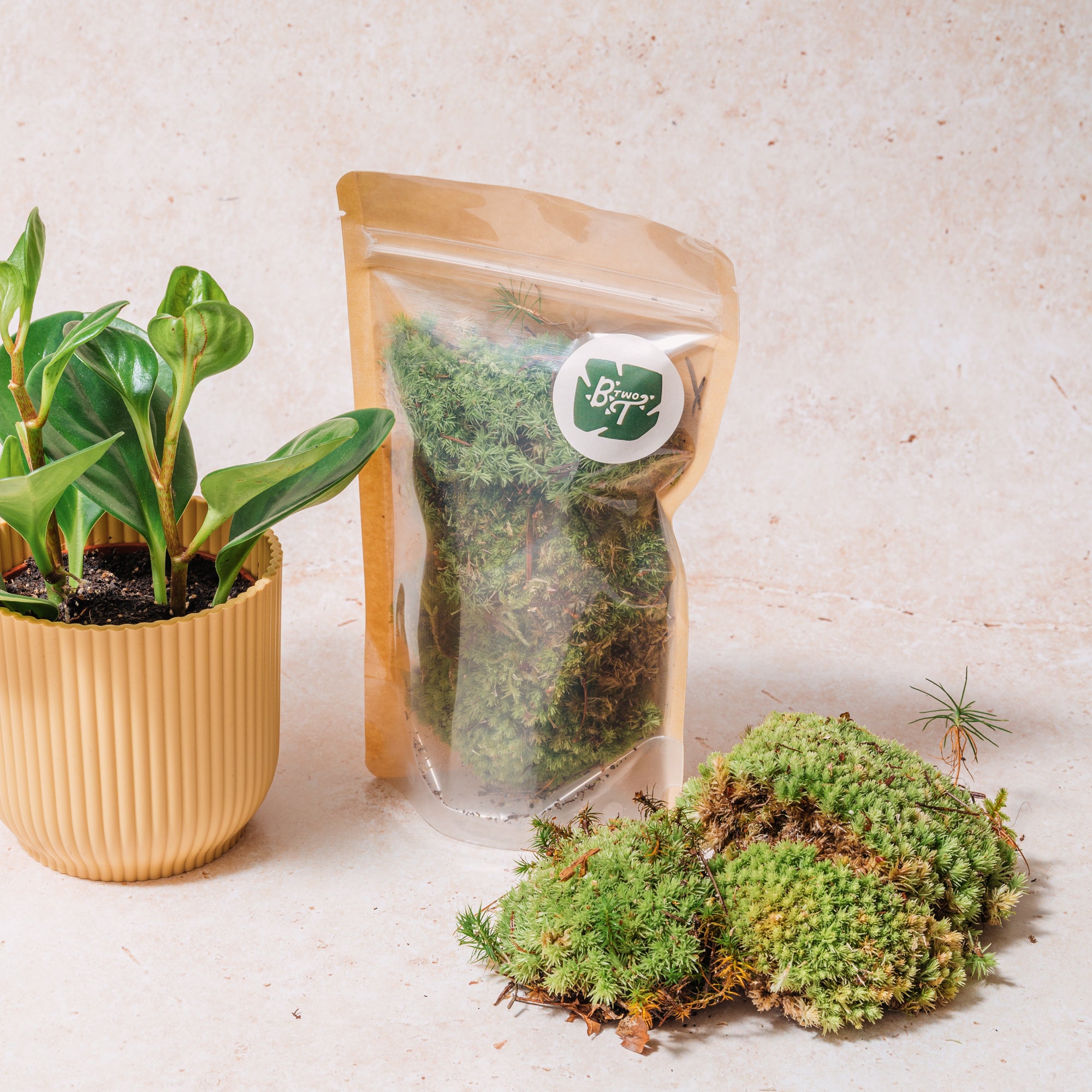 Leucobryum glaucum (Bun moss/Pincushion moss)