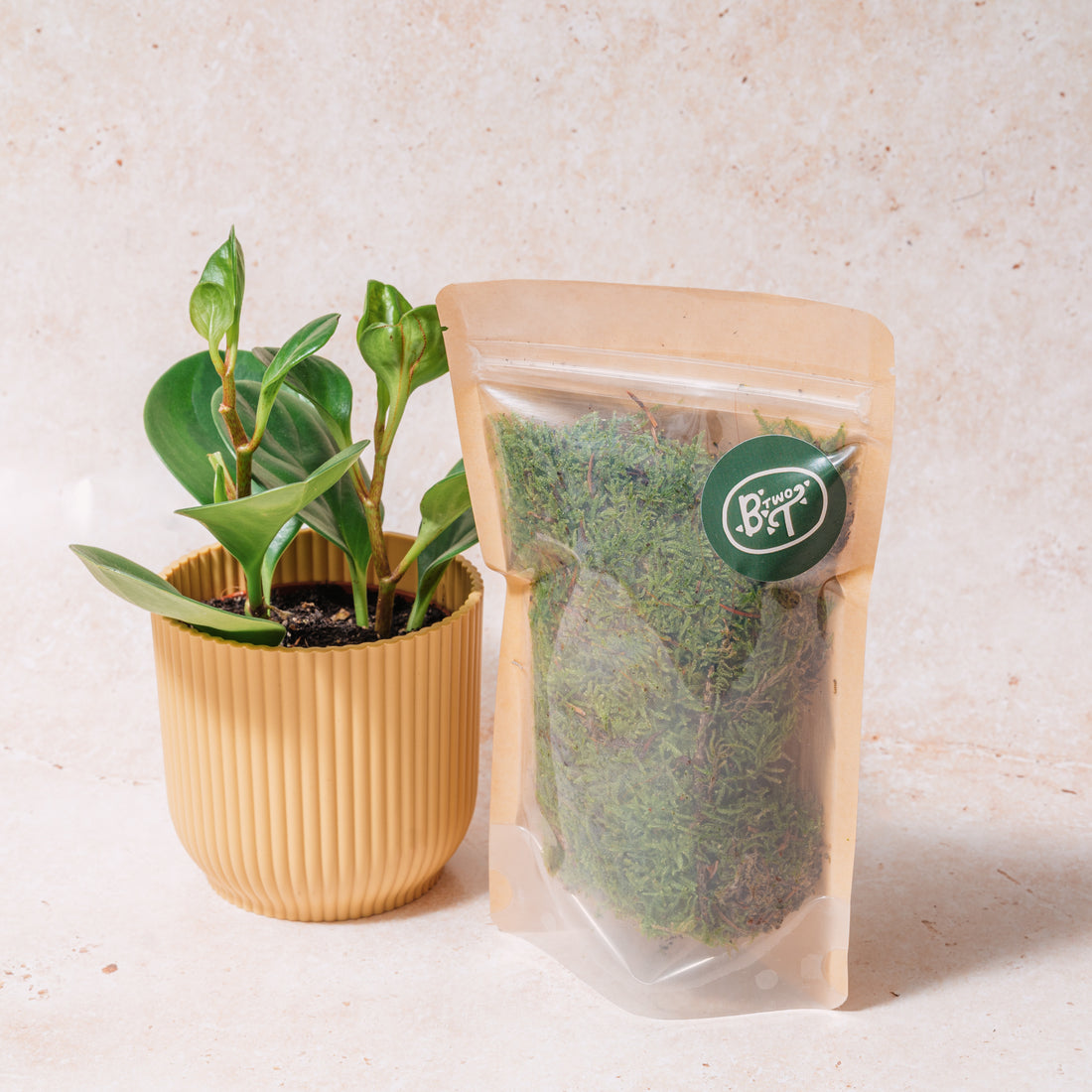 WHOLESALE PLAGIOTHECIUM (FLAT MOSS)