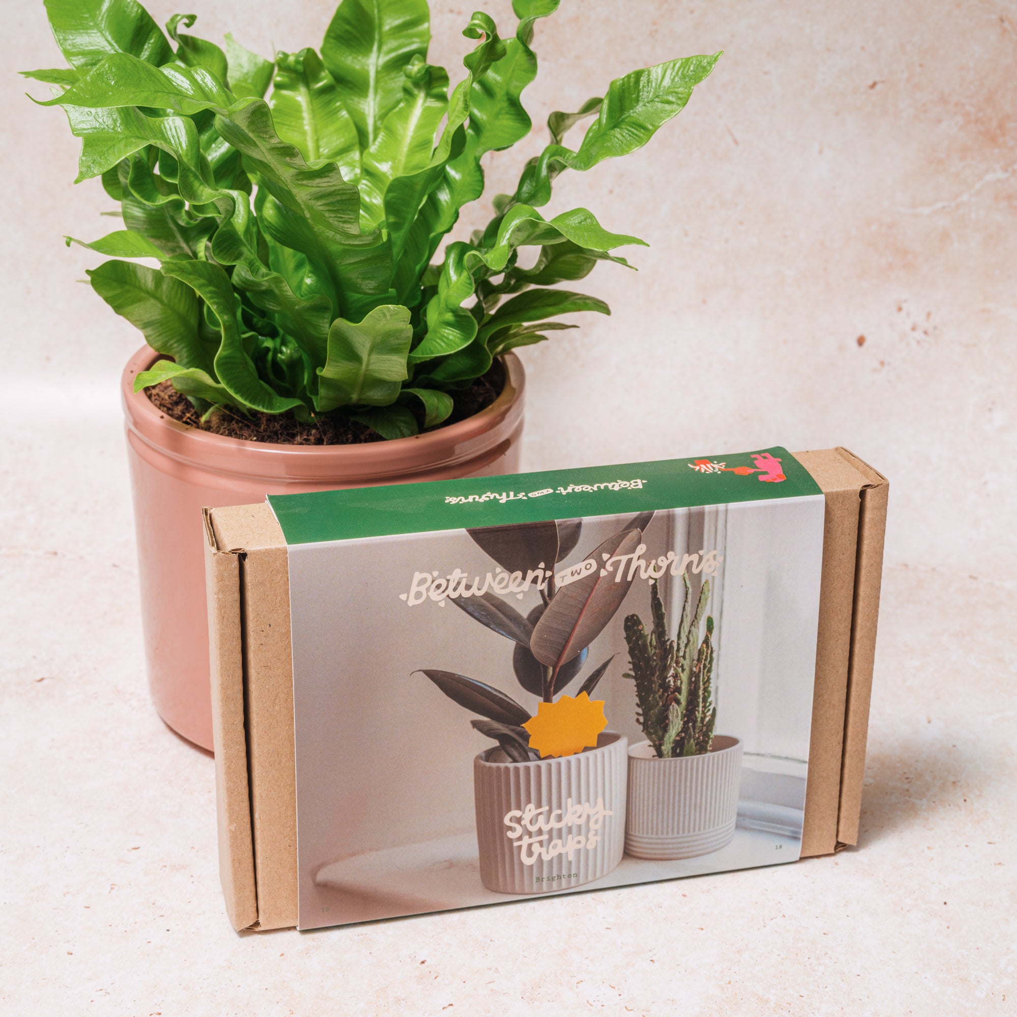 Sticky Traps for Fungus Gnats (x3 pack)