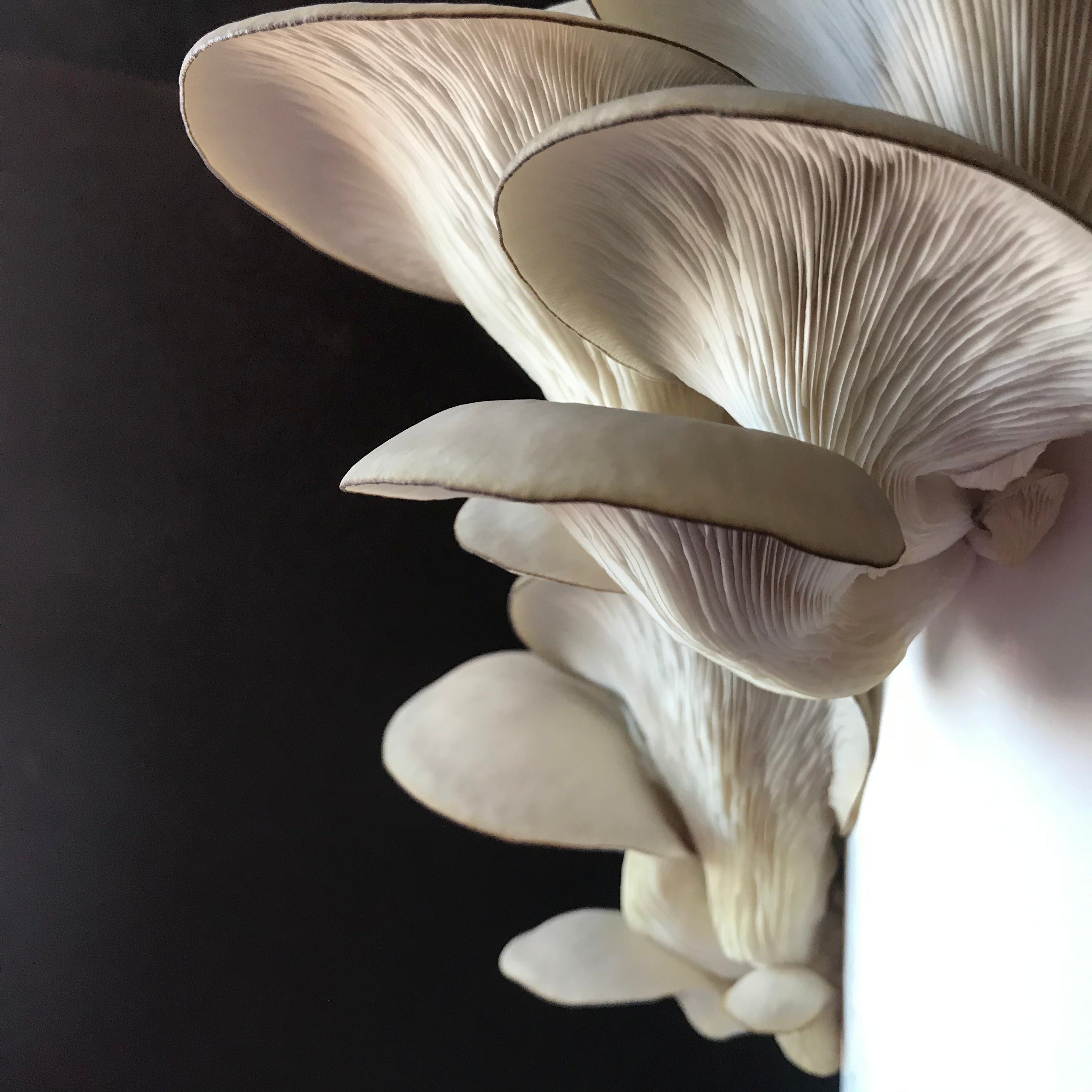 Caley Bros mushroom kits - direct from their workshop to your house!
