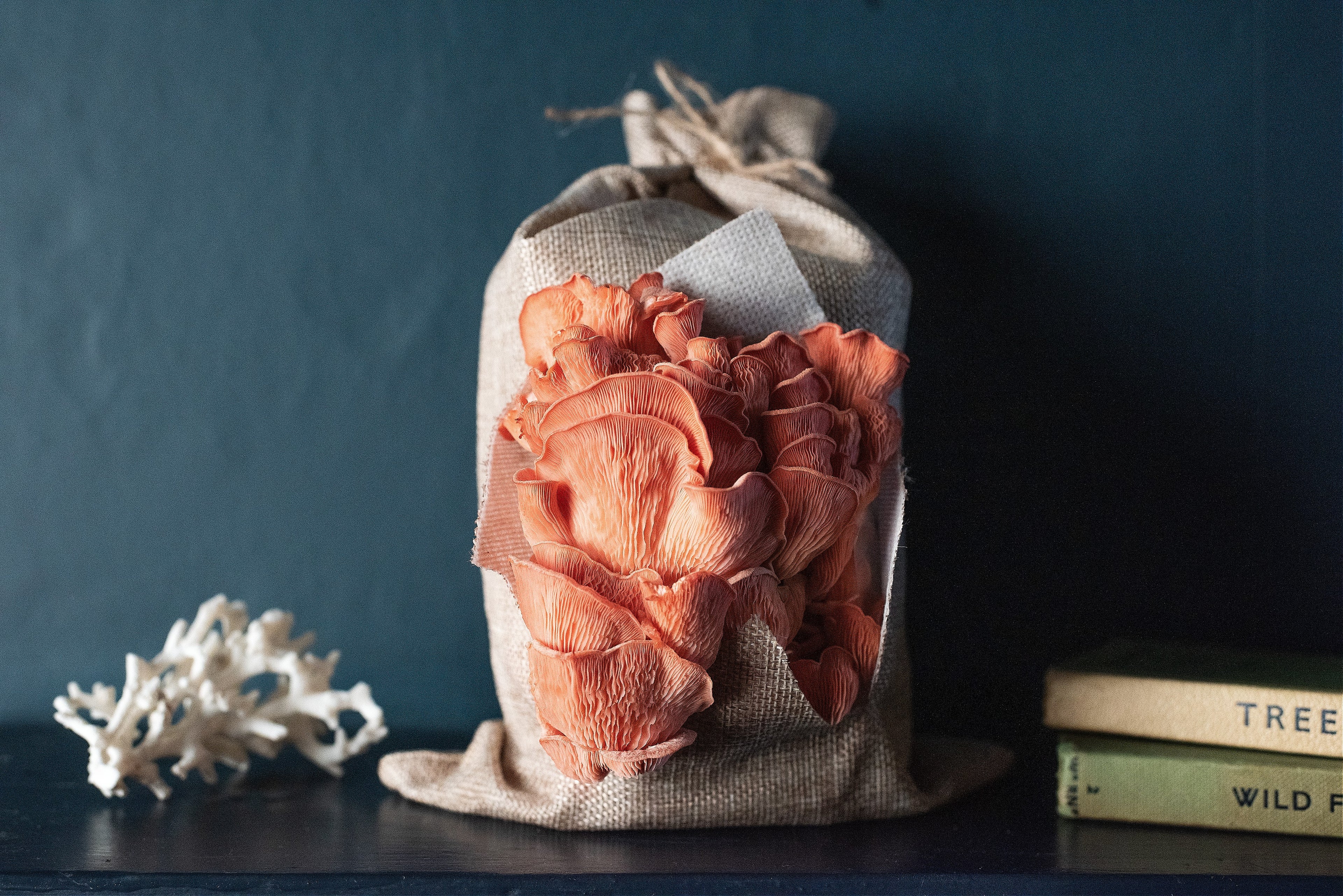 Caley Bros mushroom kits - direct from their workshop to your house!