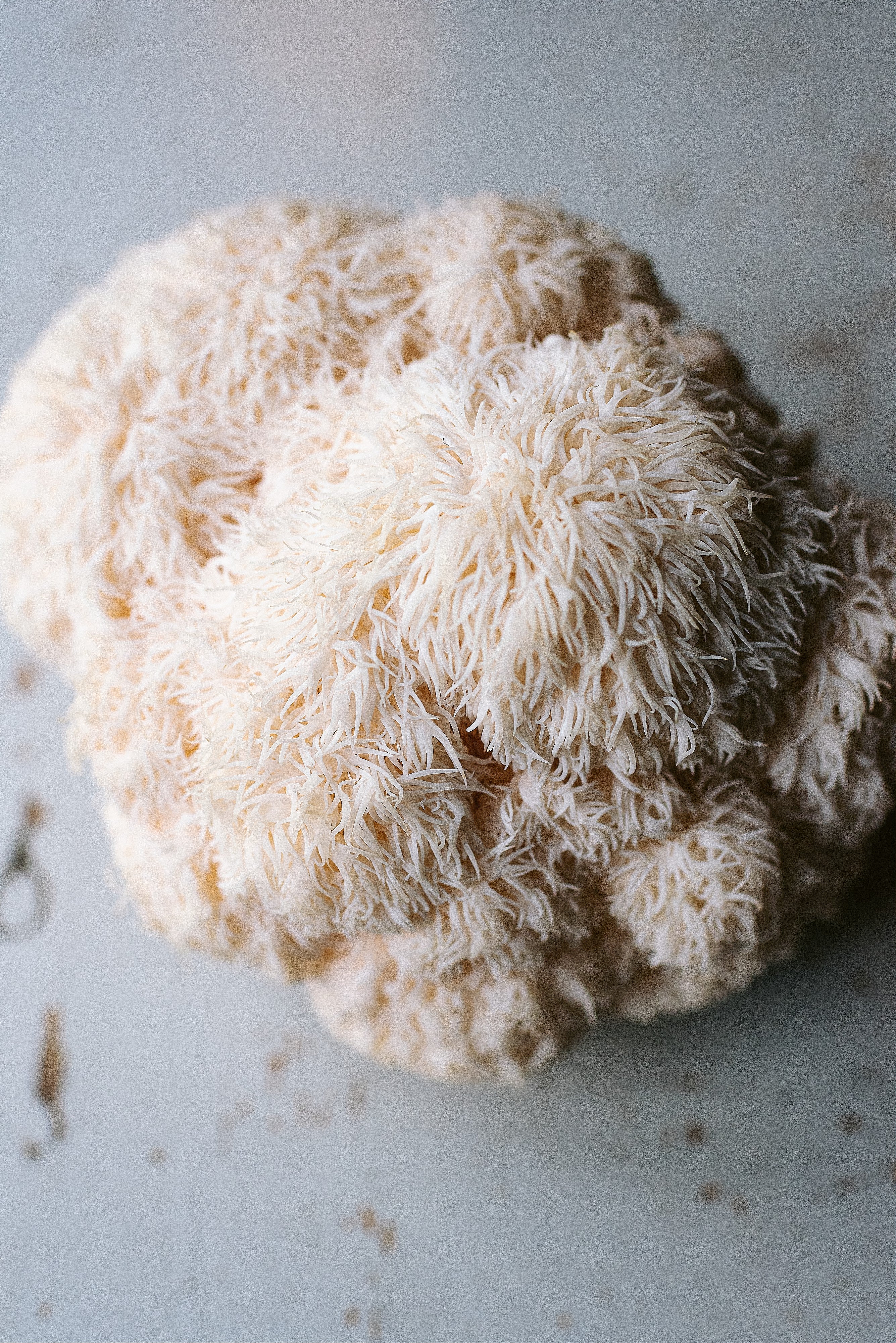 Caley Bros mushroom kits - direct from their workshop to your house!