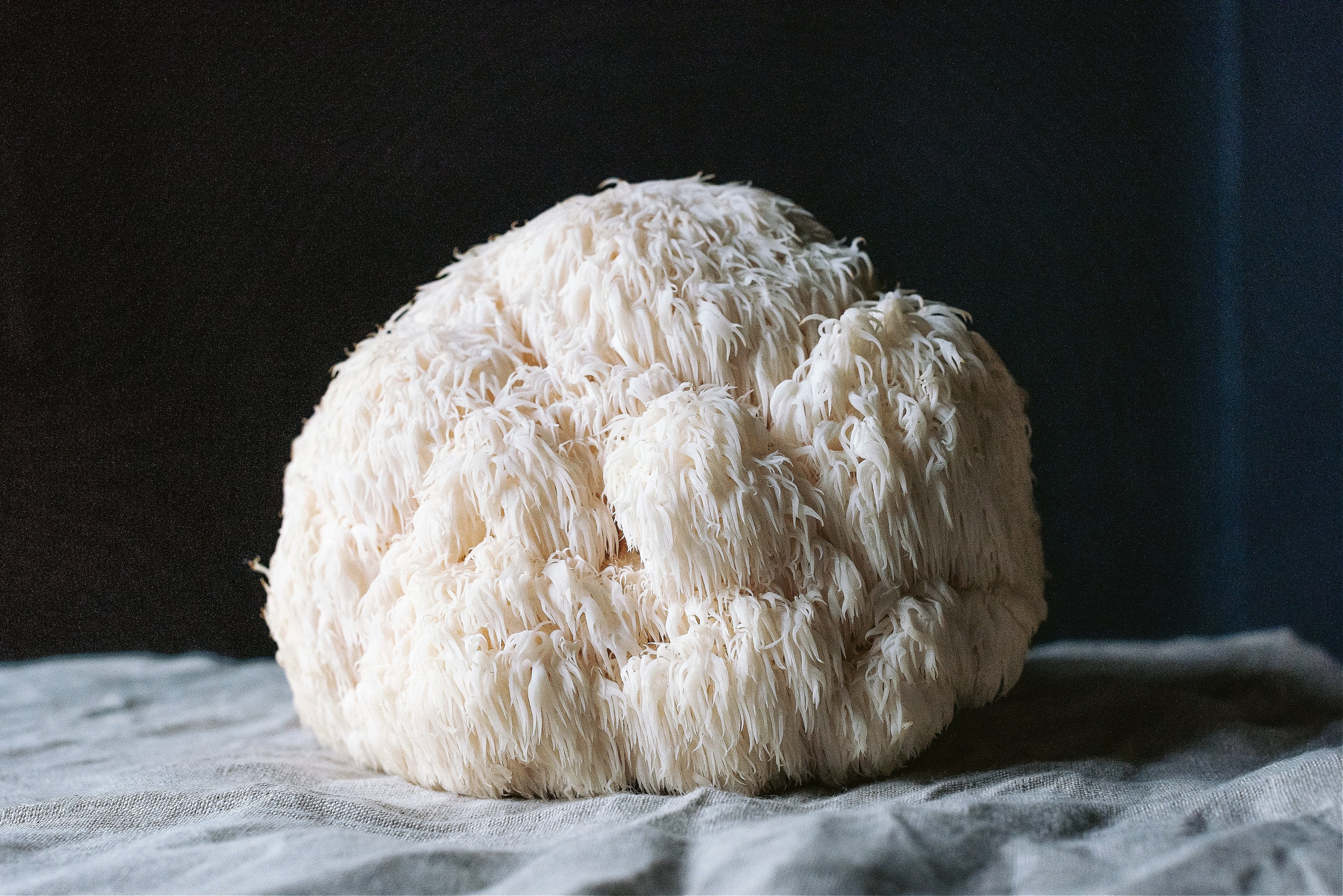 Caley Bros mushroom kits - direct from their workshop to your house!