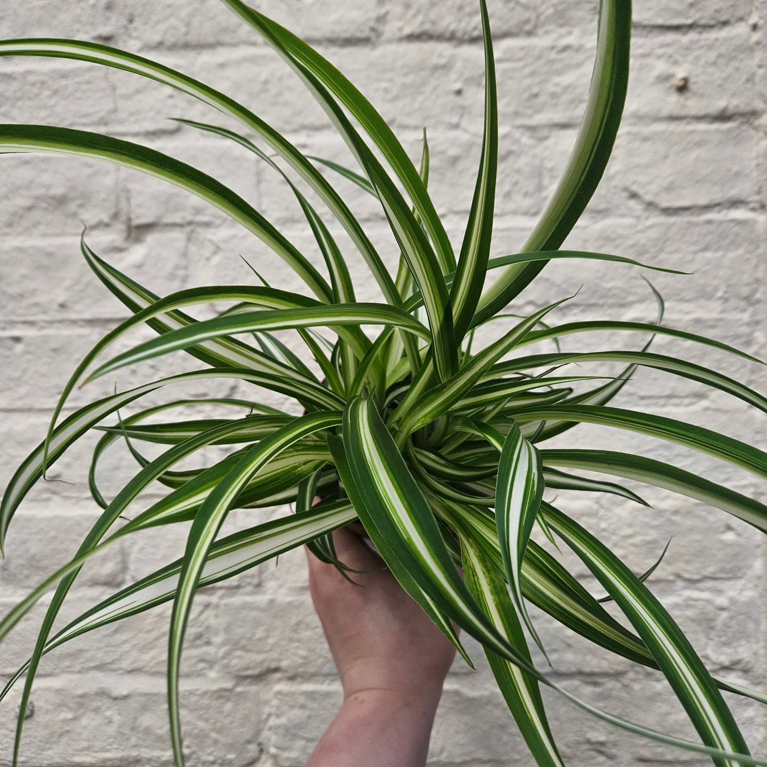 Chlorophytum variegatum (Spider Plant)