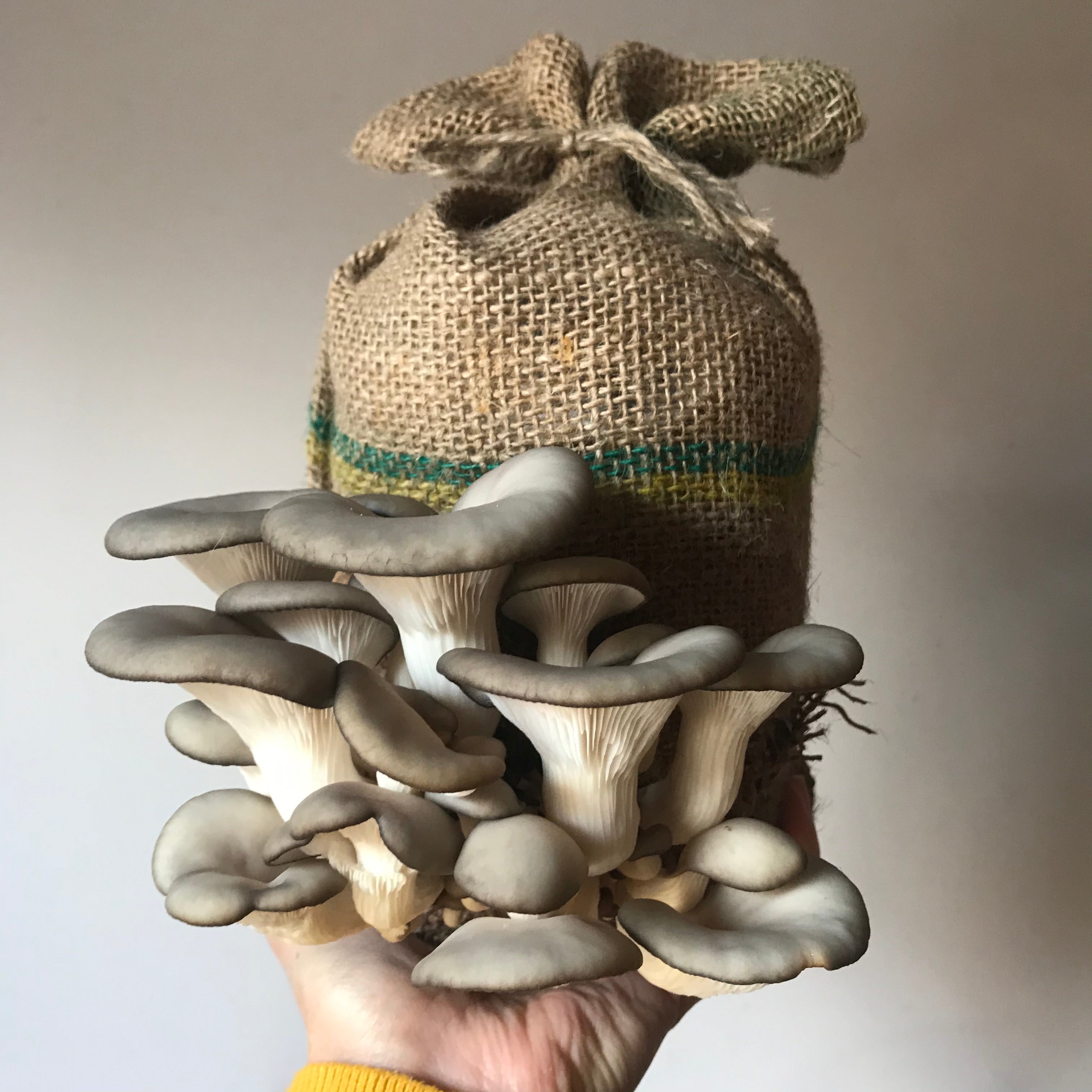 Caley Bros mushroom kits - direct from their workshop to your house!