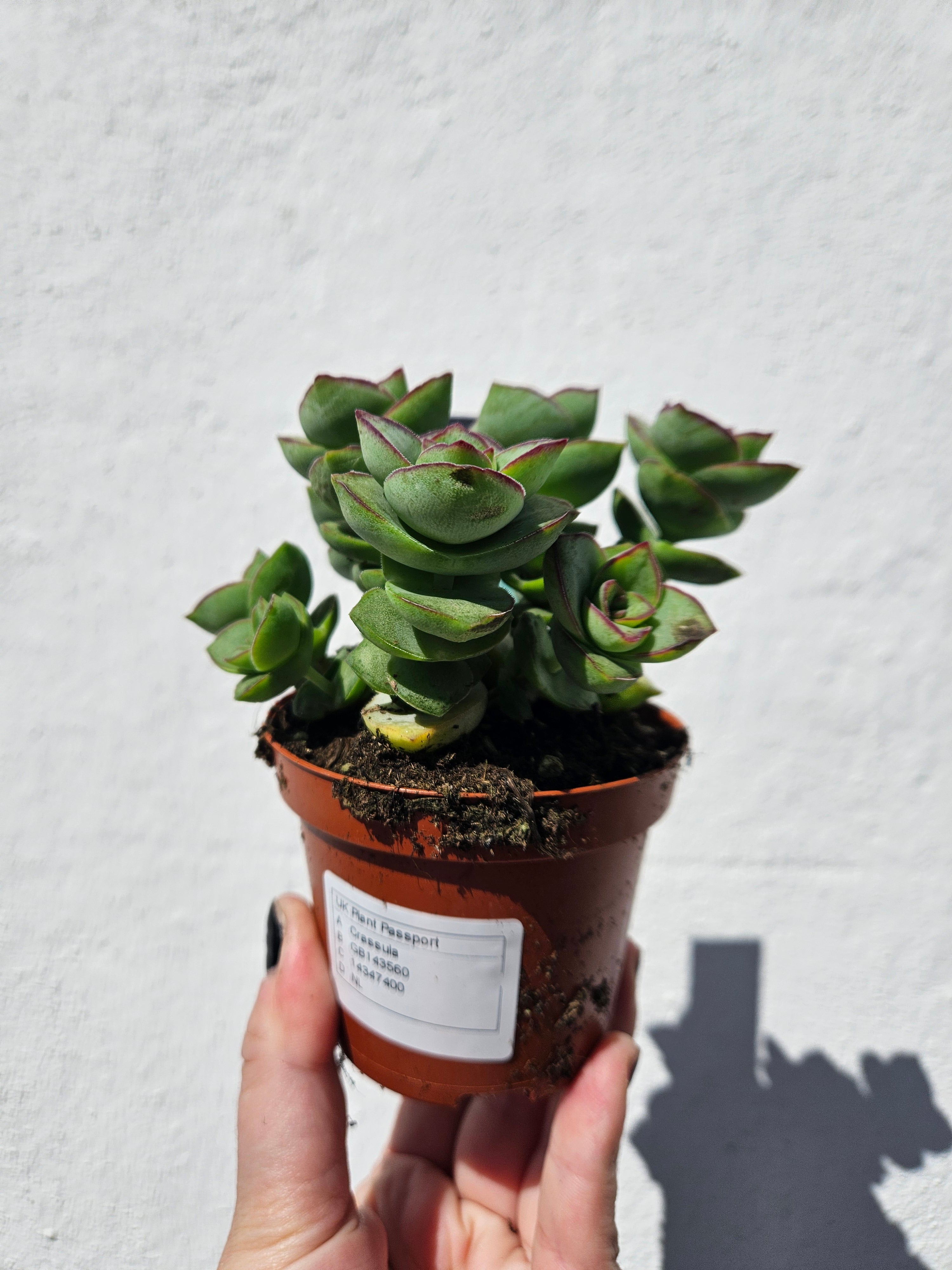Crassula perforata (String of Buttons Succulent plant)