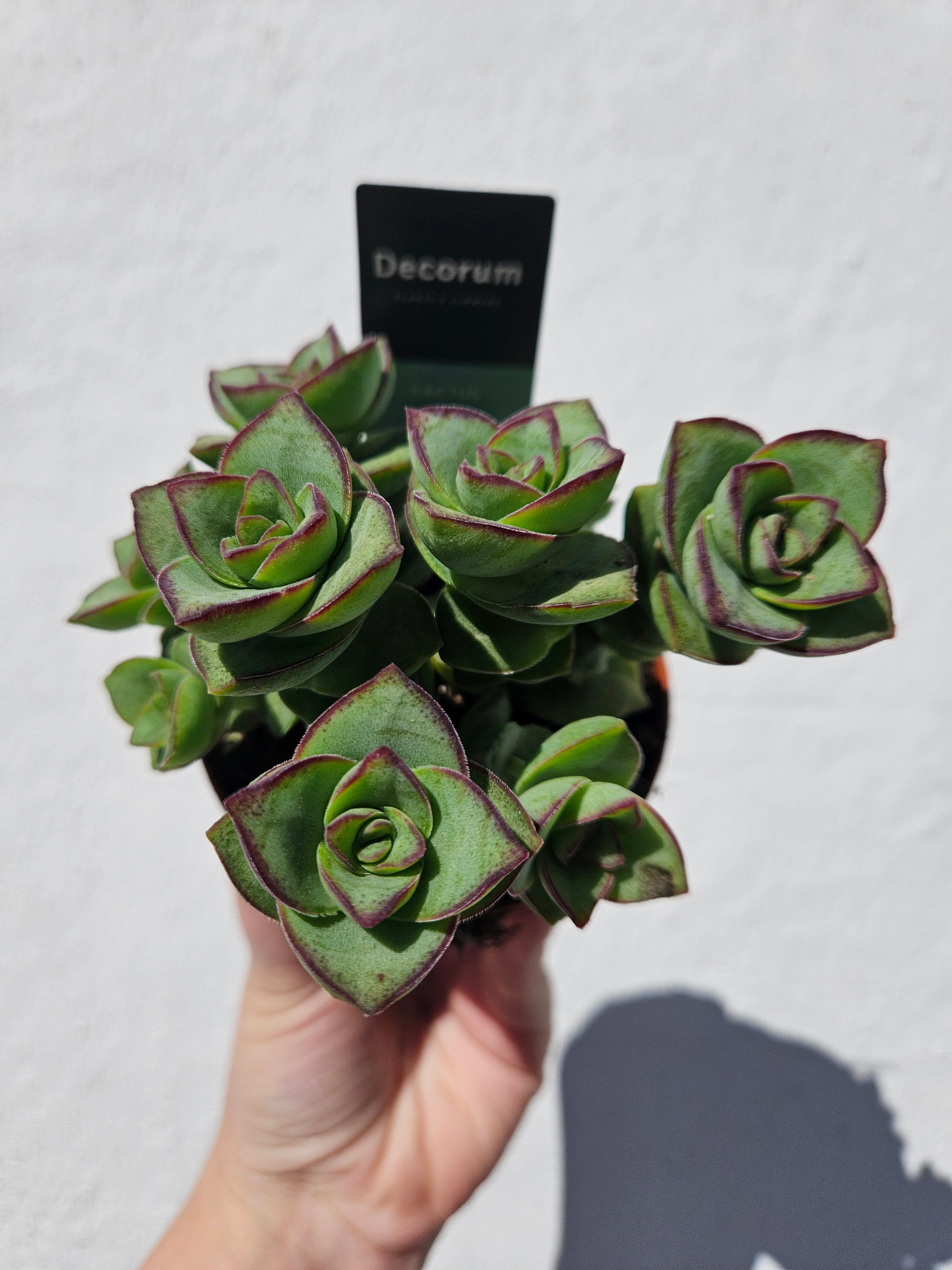 Crassula perforata (String of Buttons Succulent plant)