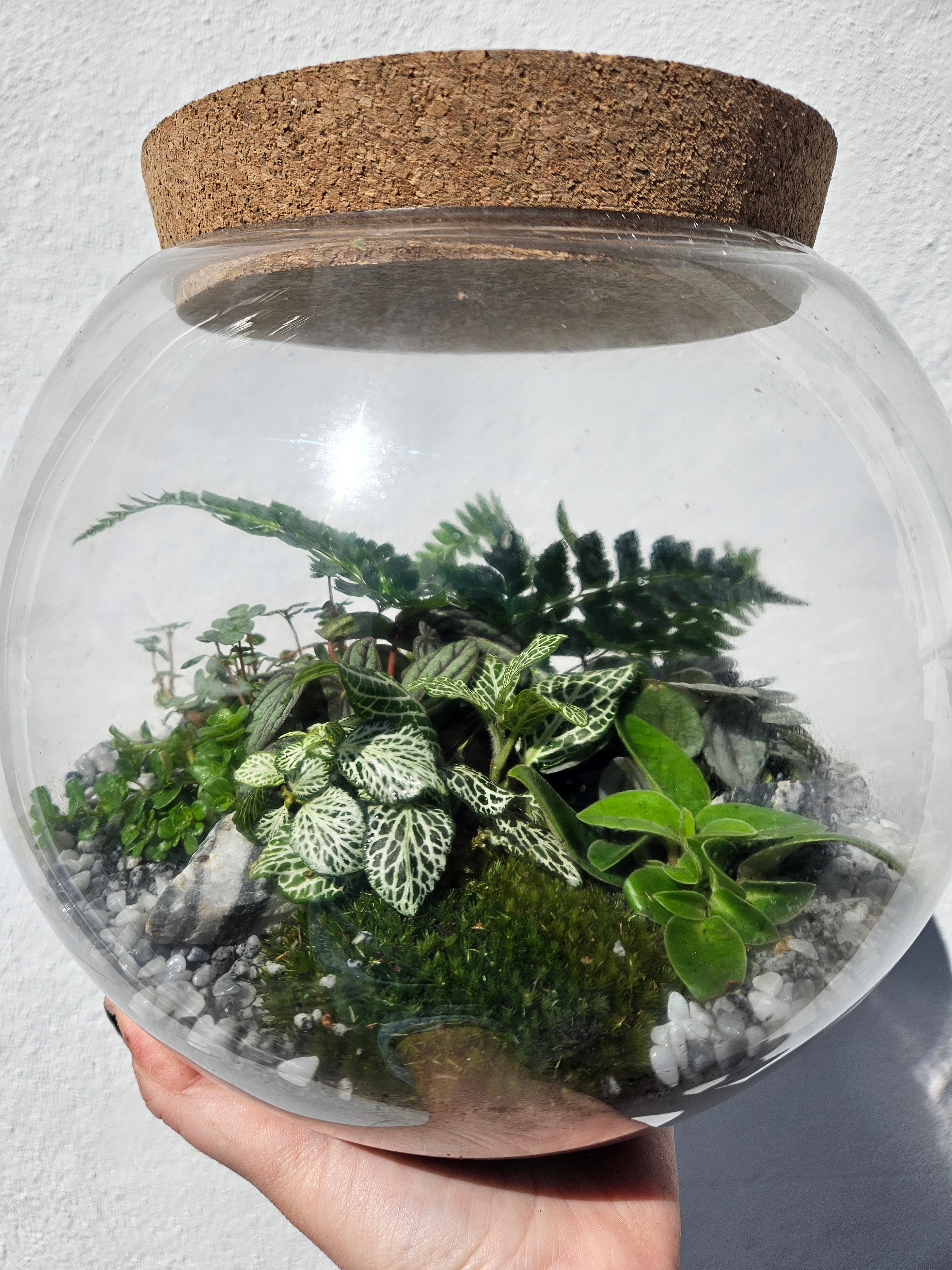 Medium Dome Shaped Closed Terrarium