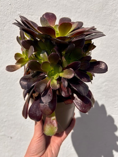 Aeonium arboreum Varieties (Houseleek Tree/ Tree Aeonium)