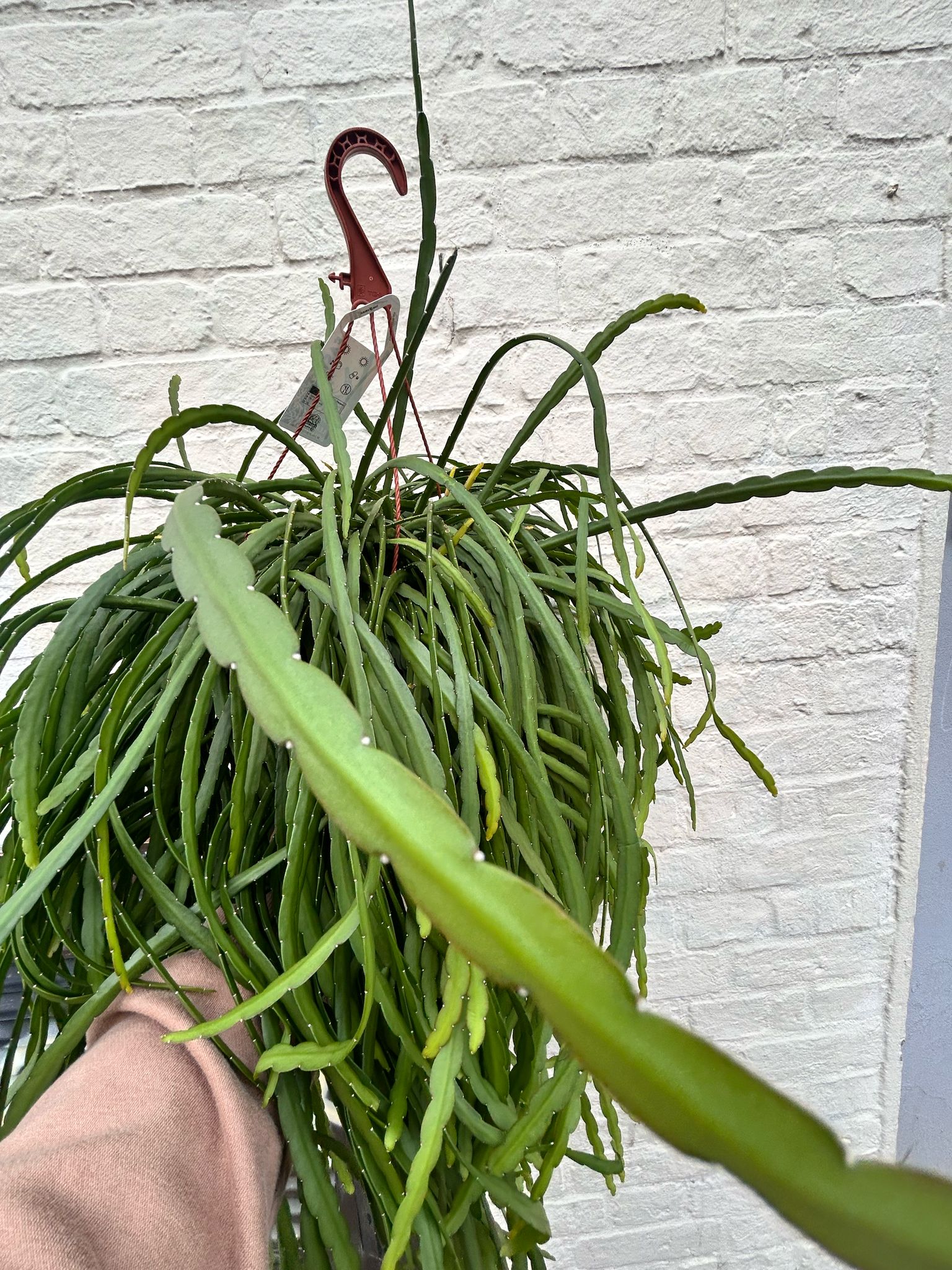 Lepismium bolivianum (Jungle cactus)