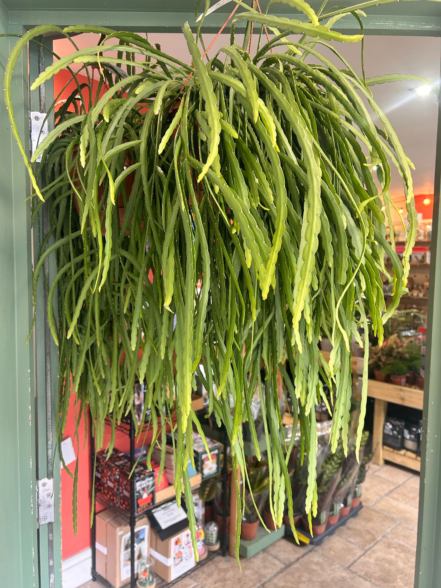 Lepismium bolivianum (Jungle cactus)