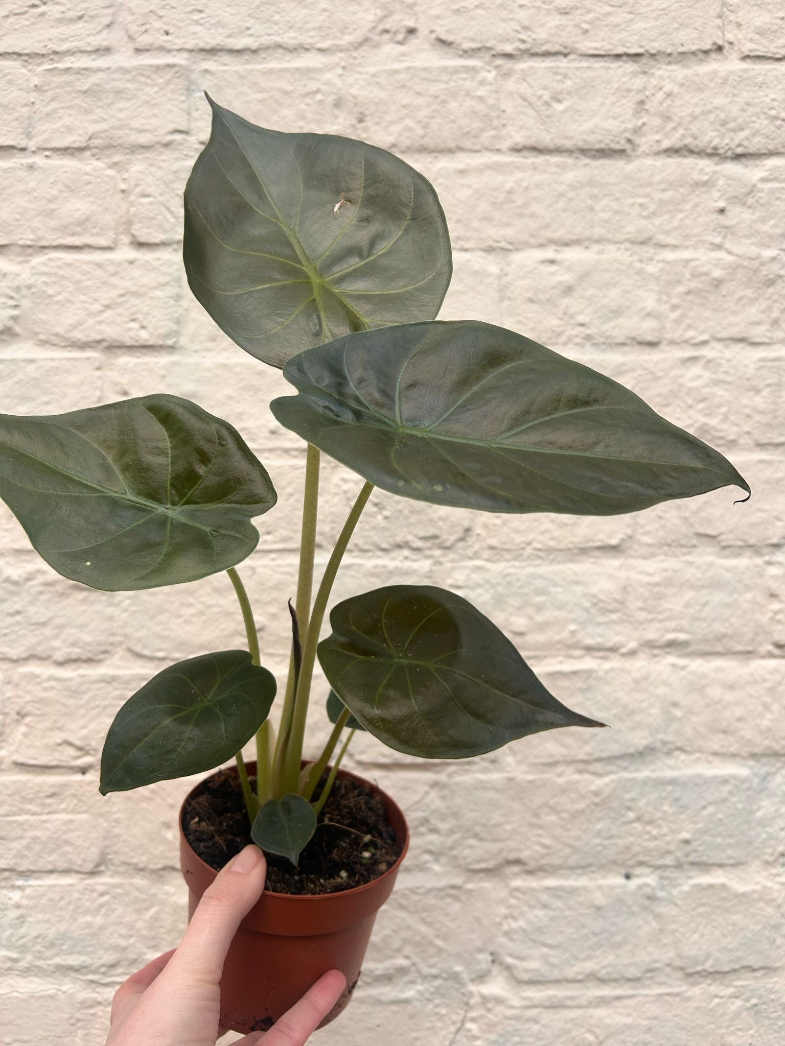 Alocasia wentii (Hardy Elephants Ear)
