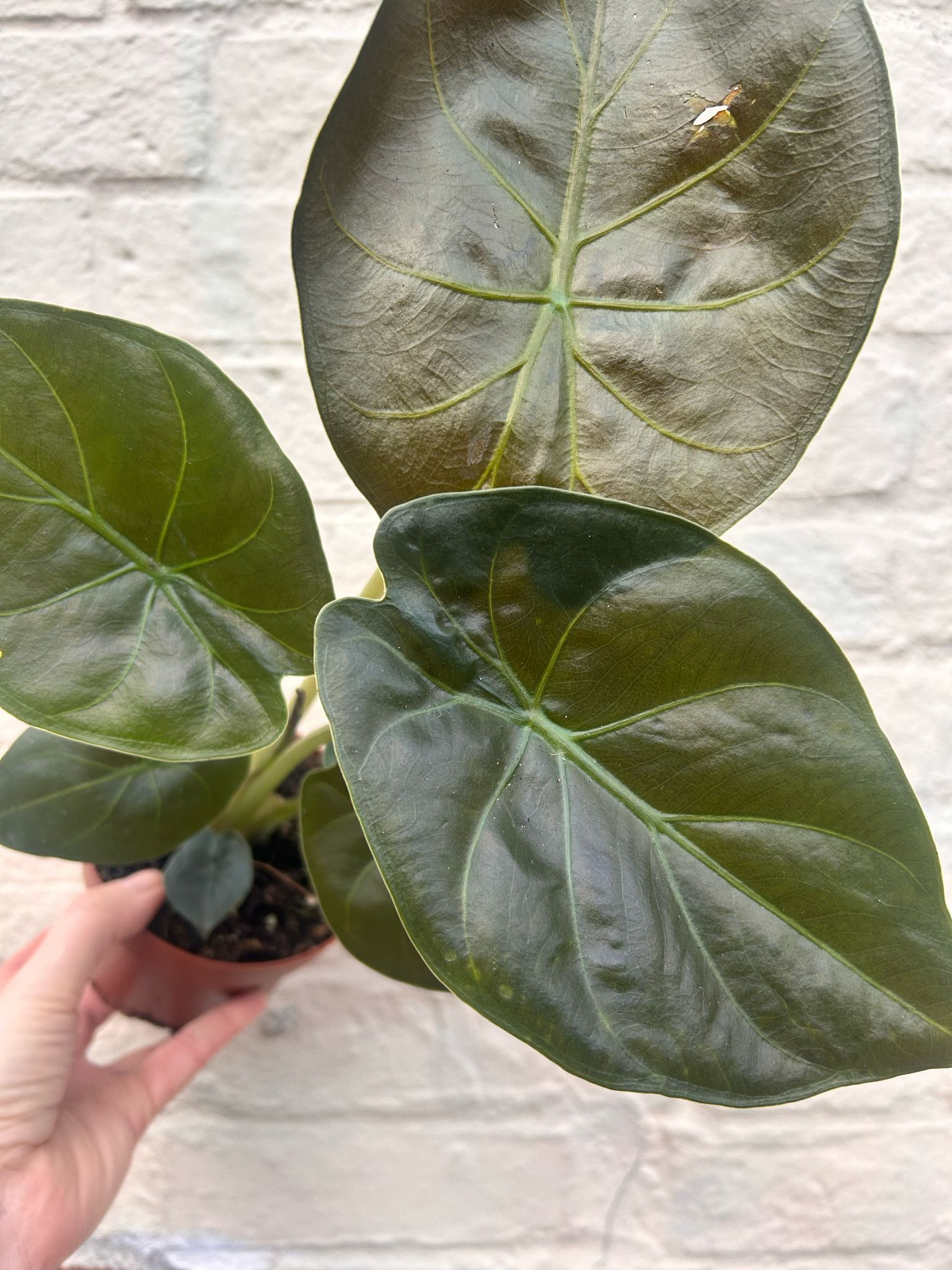 Alocasia wentii (Hardy Elephants Ear)