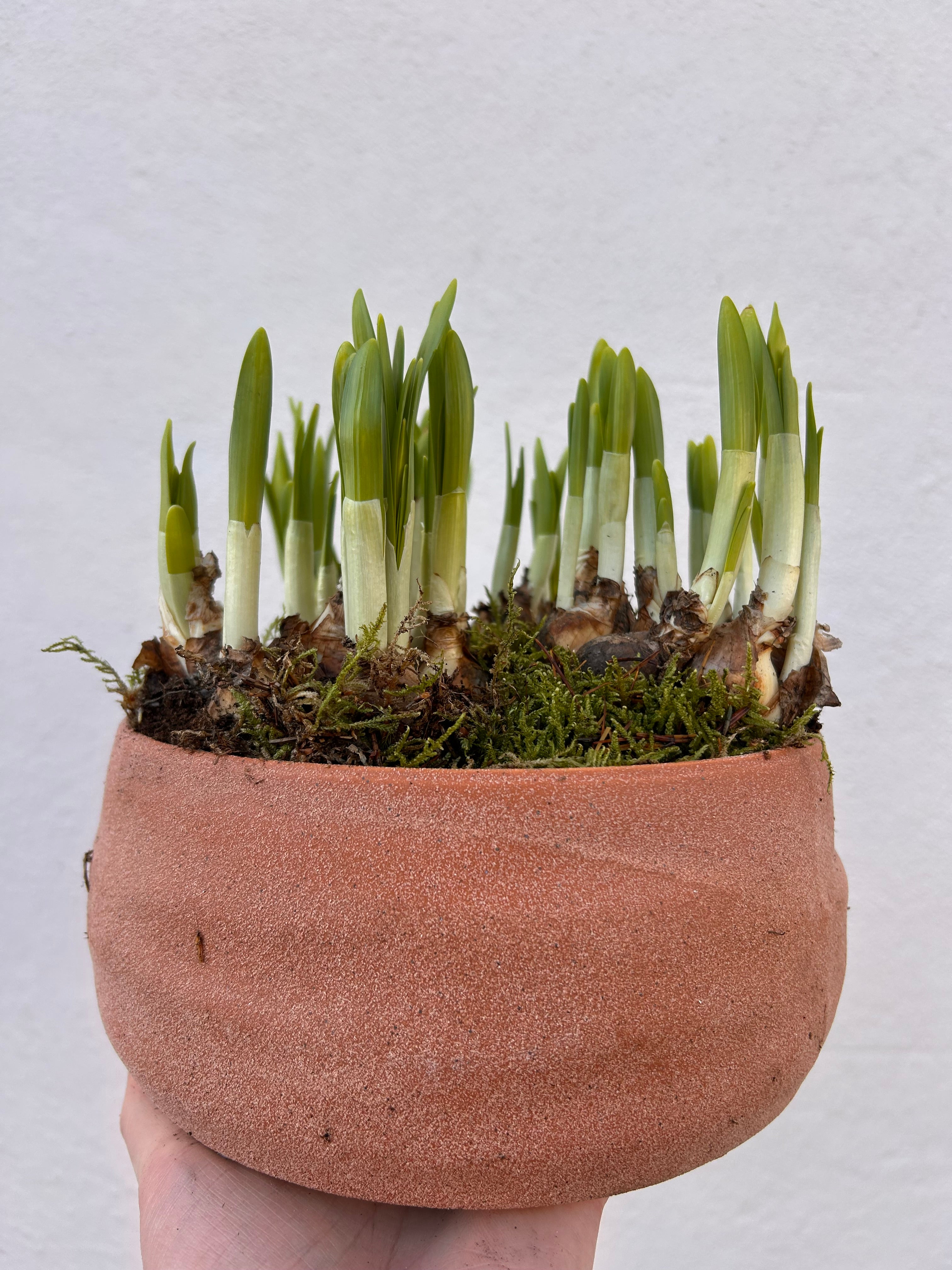 Planted bulbs in different vessels - ideal for mothers day. Indoor/outdoor
