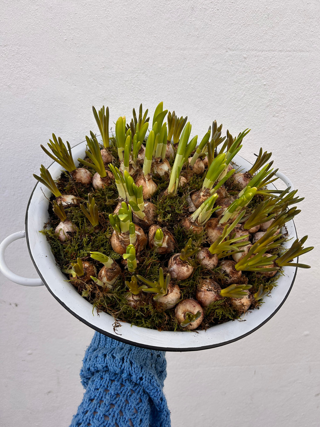 Planted bulbs in different vessels - ideal for mothers day. Indoor/outdoor