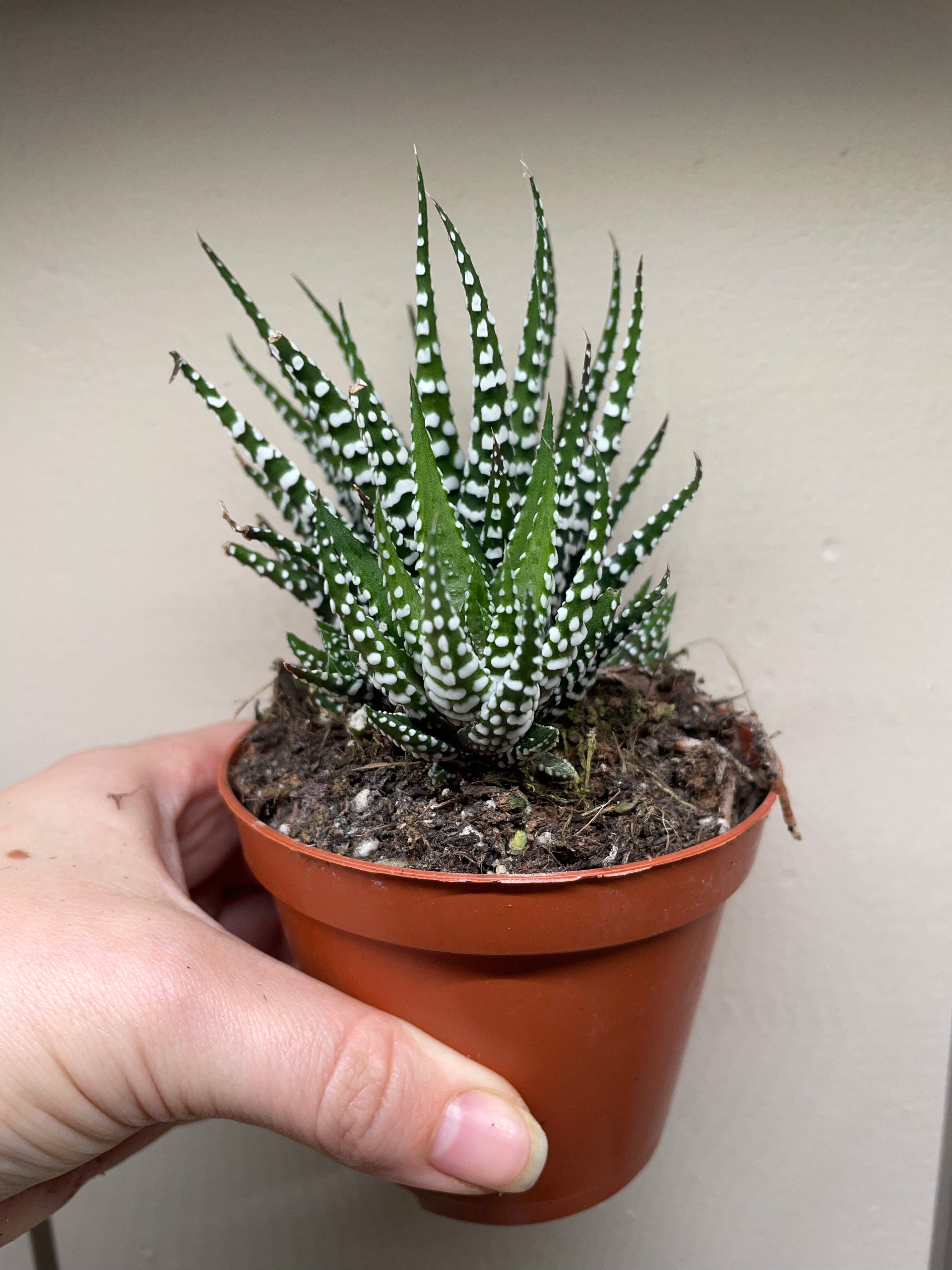 Haworthia fasciata &