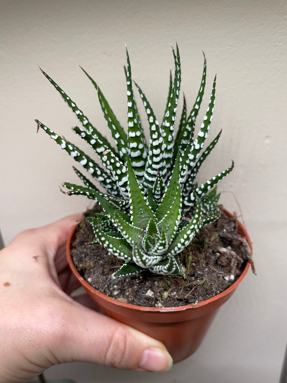 Haworthia fasciata &