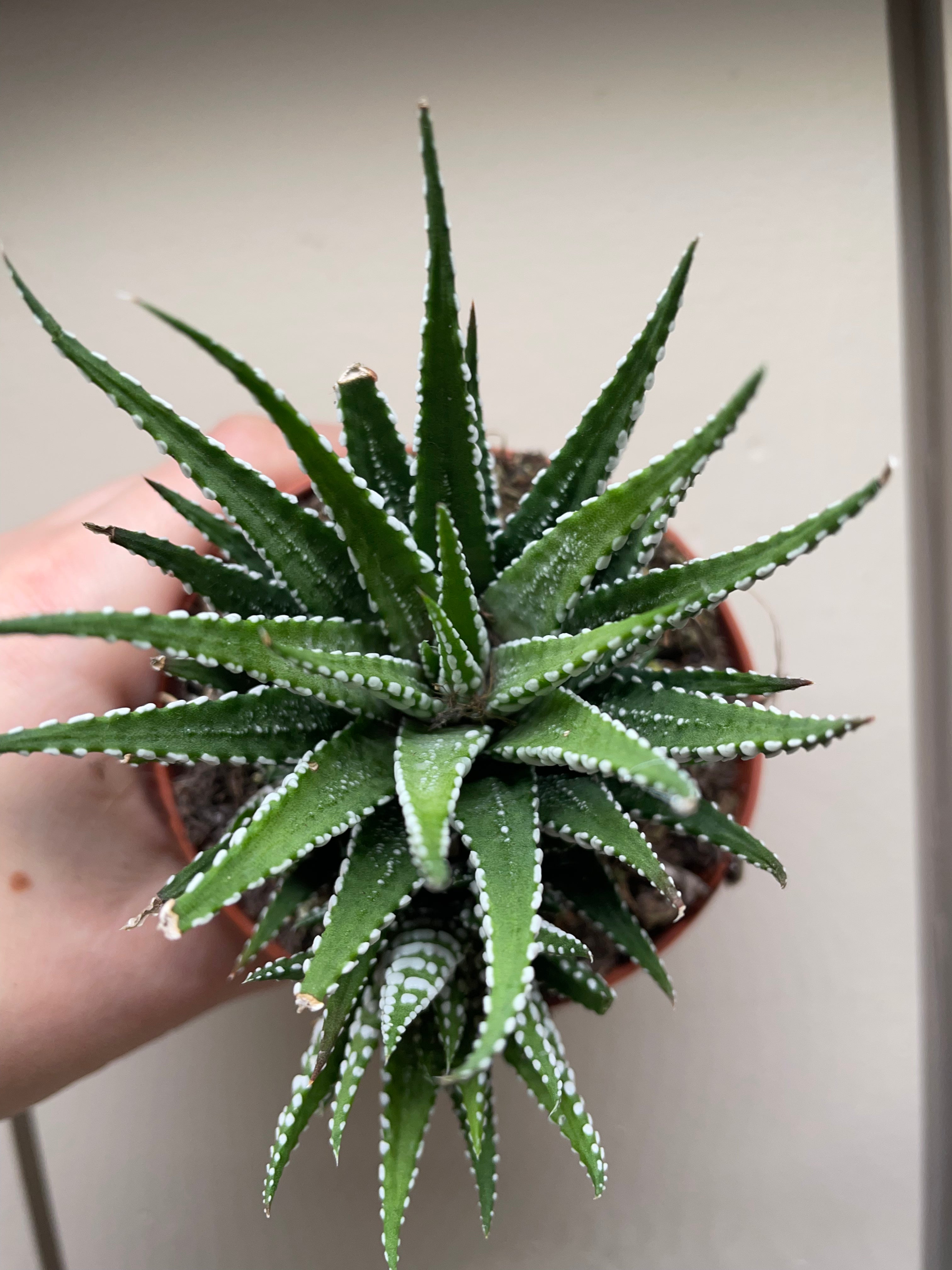 Haworthia fasciata &