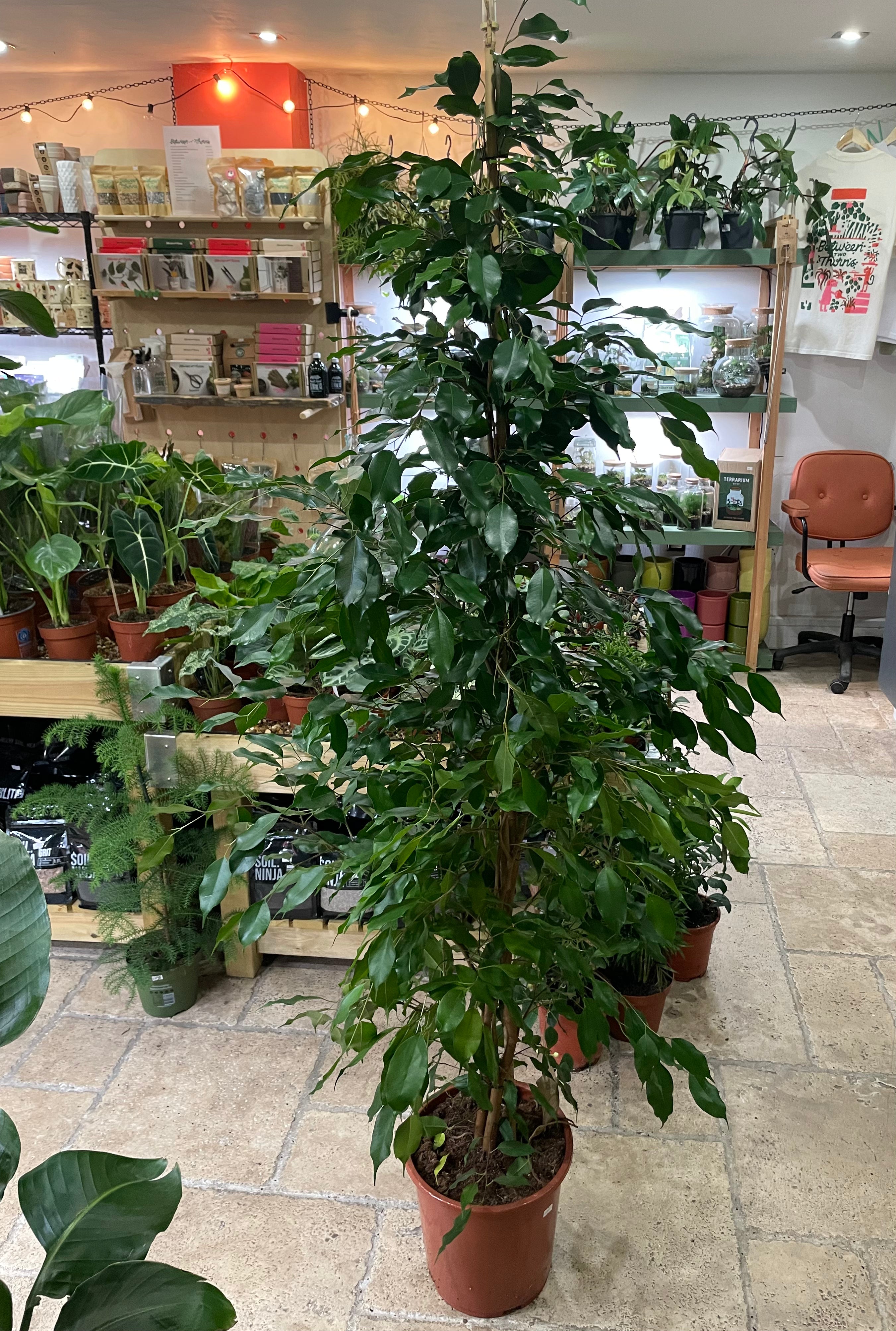 Ficus benjamina (Weeping Fig)