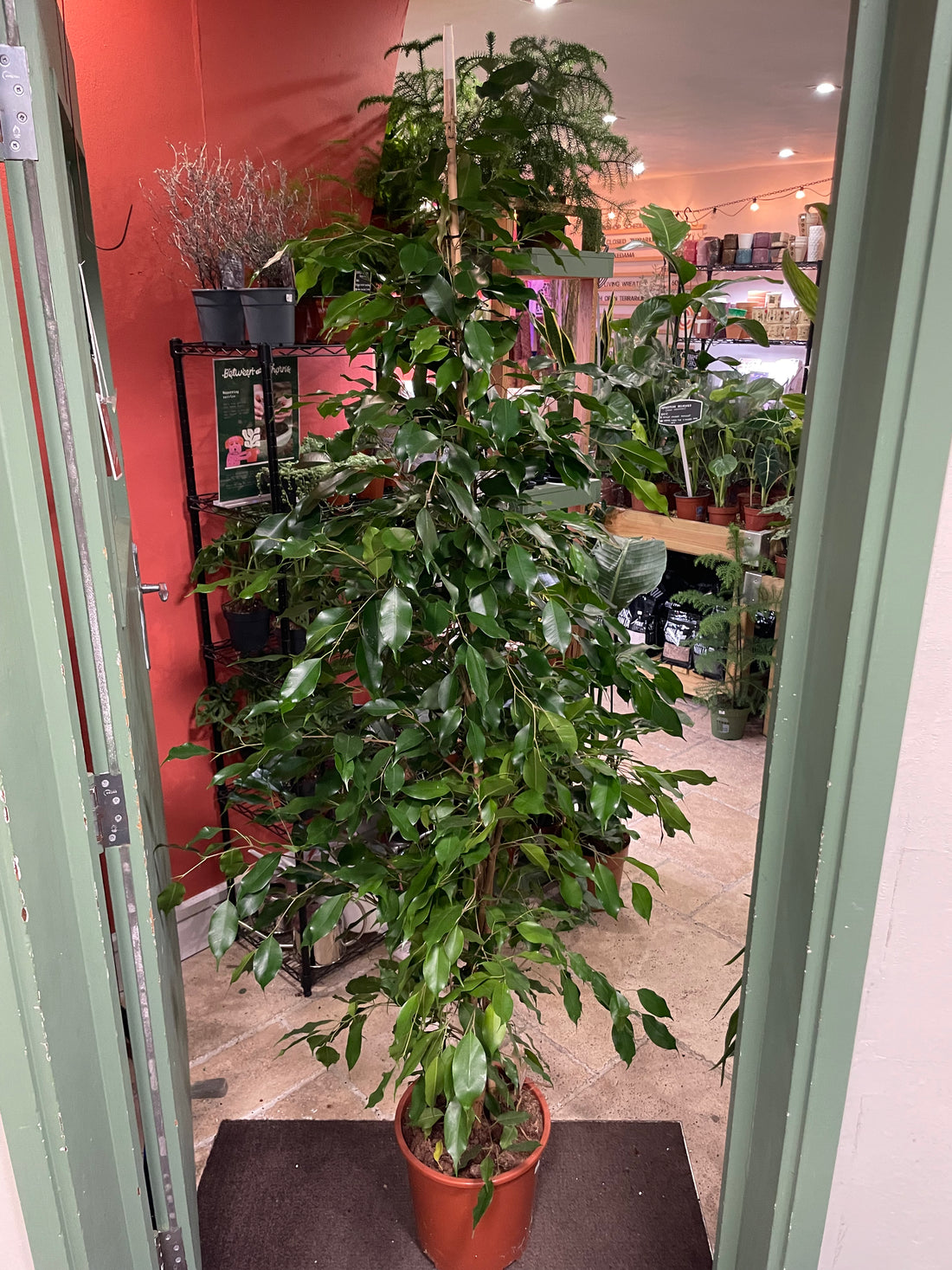 Ficus benjamina (Weeping Fig)