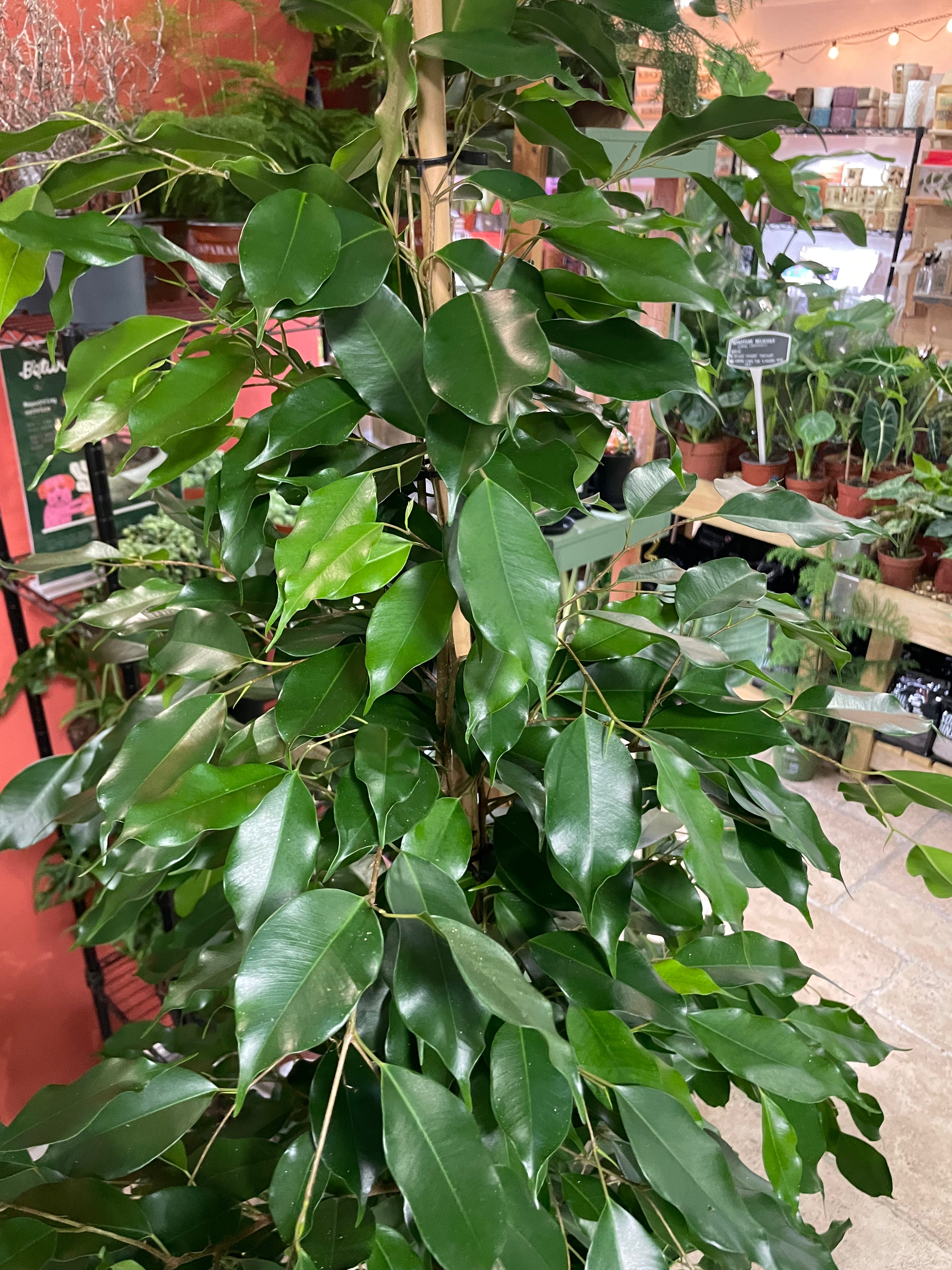 Ficus benjamina (Weeping Fig)
