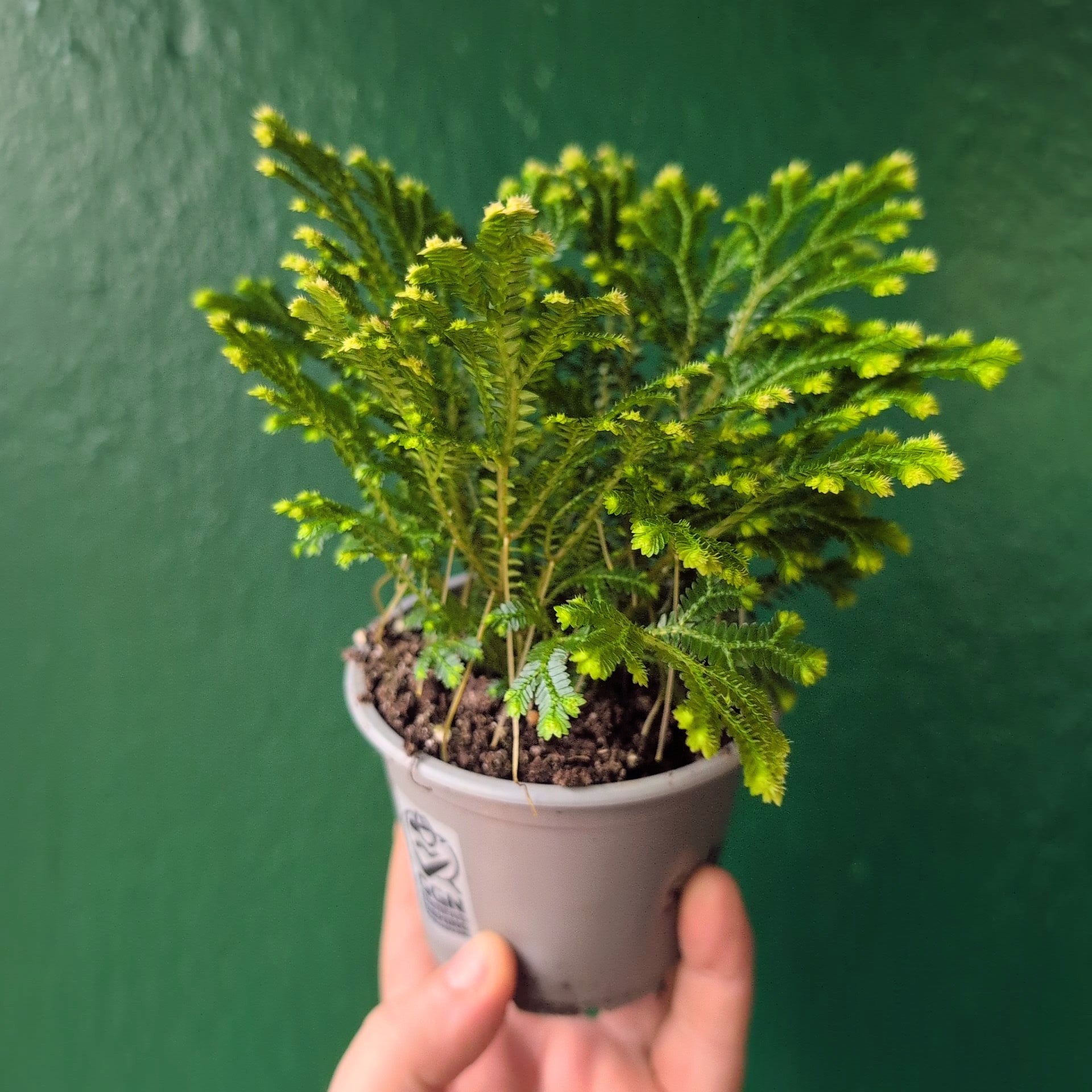 Selaginella martensii &