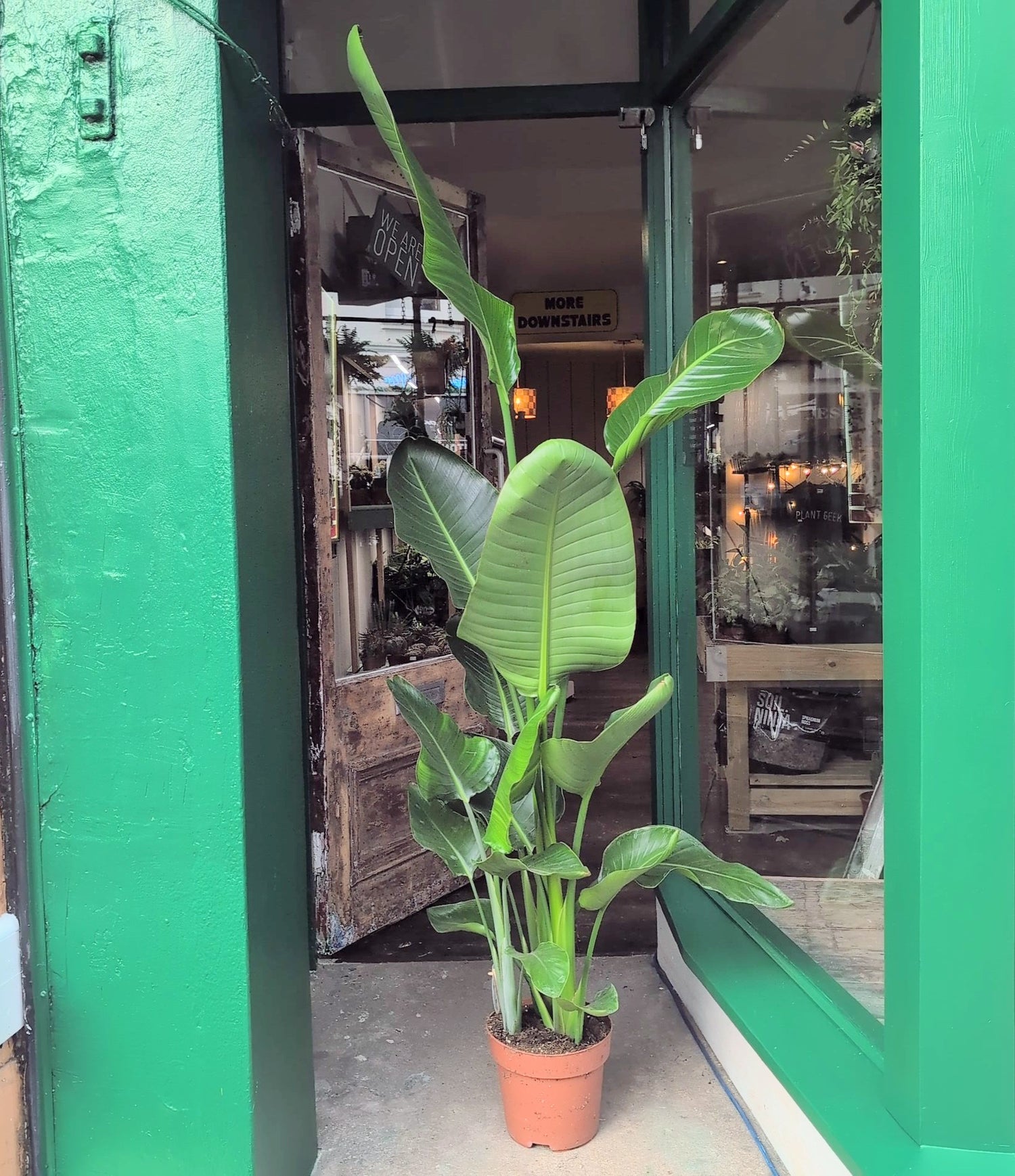 Strelitzia nicolai (White Bird of Paradise)