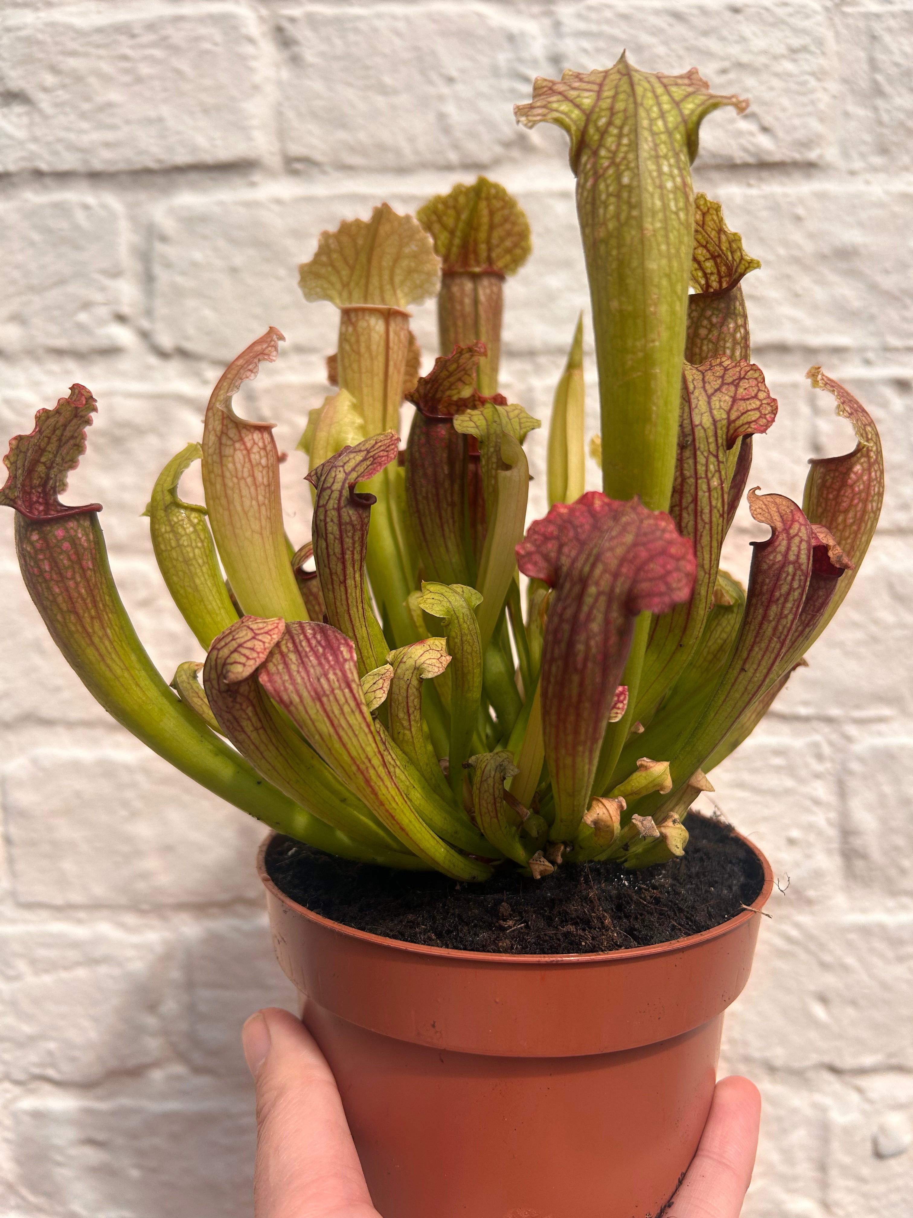 Sarracenia Varieties (Trumpet Pitcher plant) Carnivorous plant