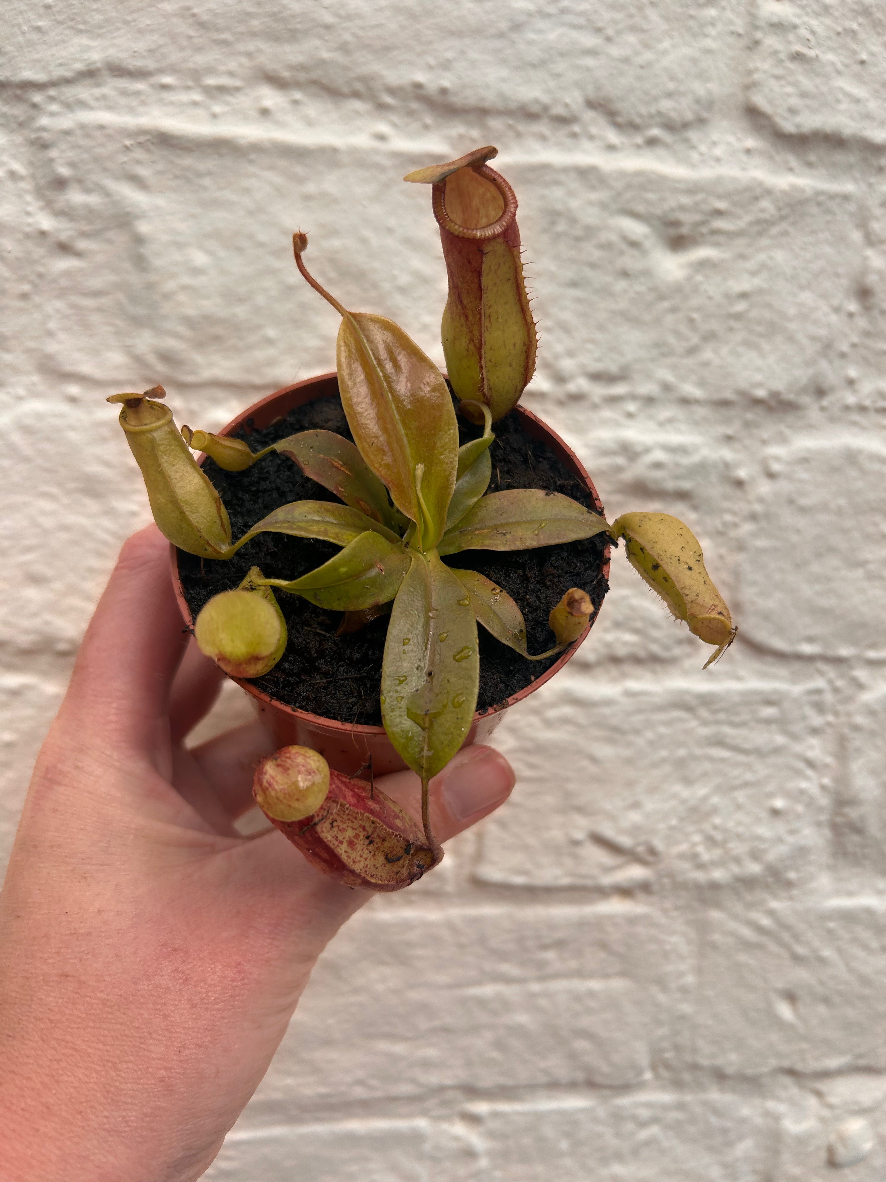 Nepenthes &
