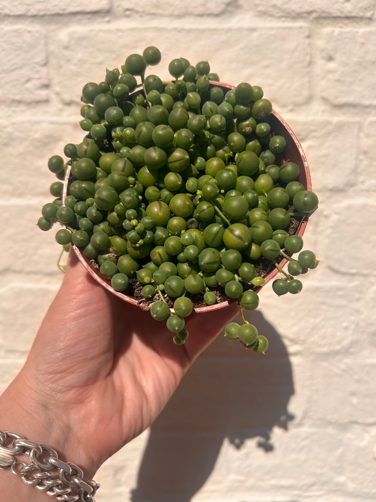 Curio rowleyanus syn. Senecio rowleyanus (String of beads/pearls) Various sizes